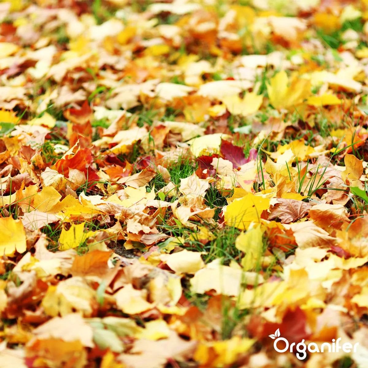 Leaf on lawn the biggest enemy in fall