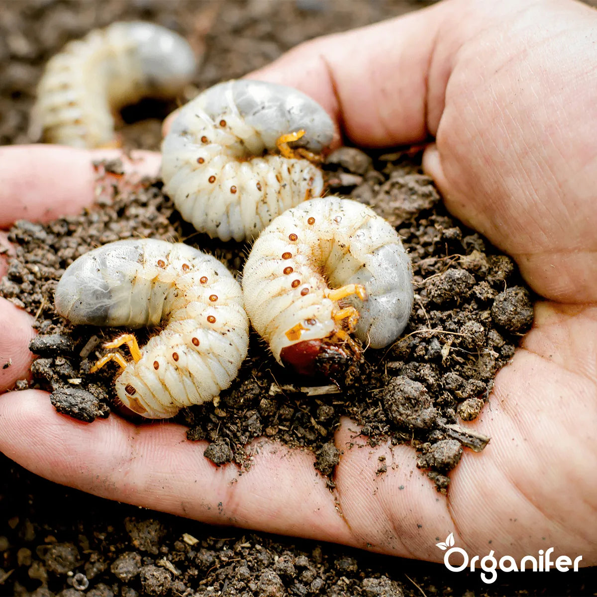 Grass insect control