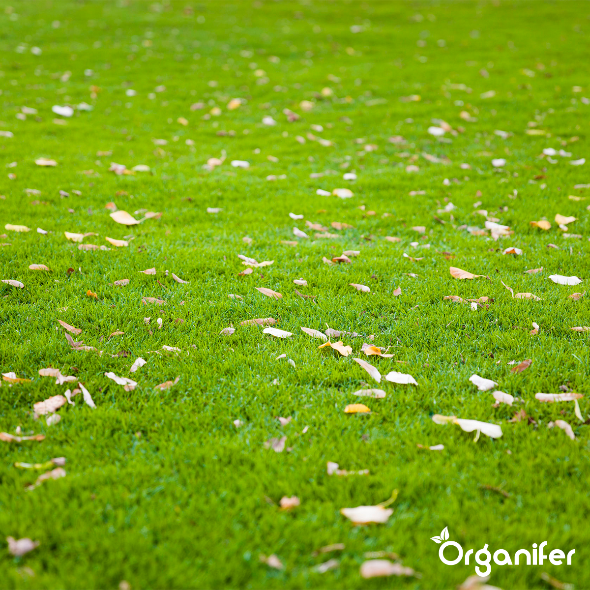 Autumn lawn fertilization