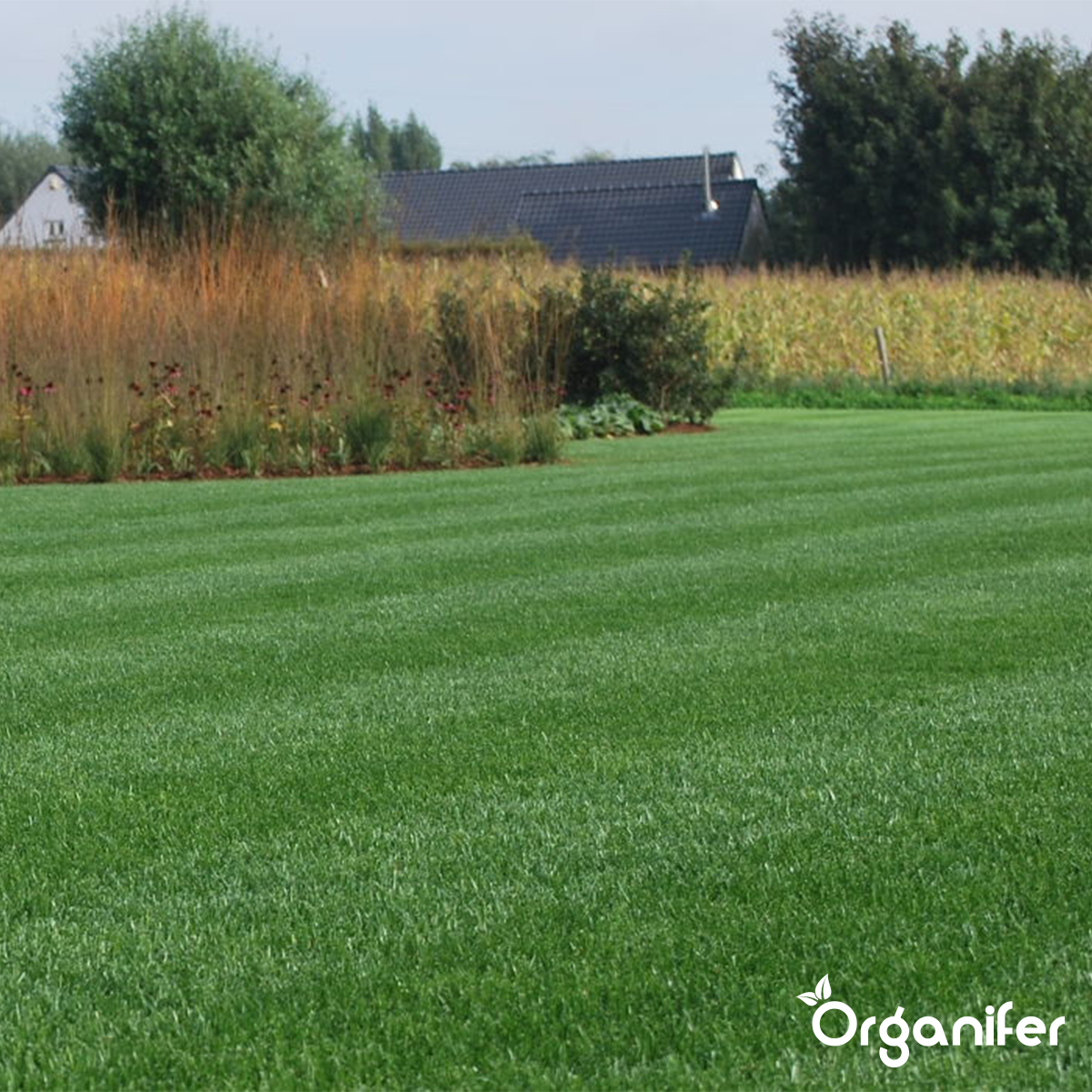 The perfect lawn - Organifer