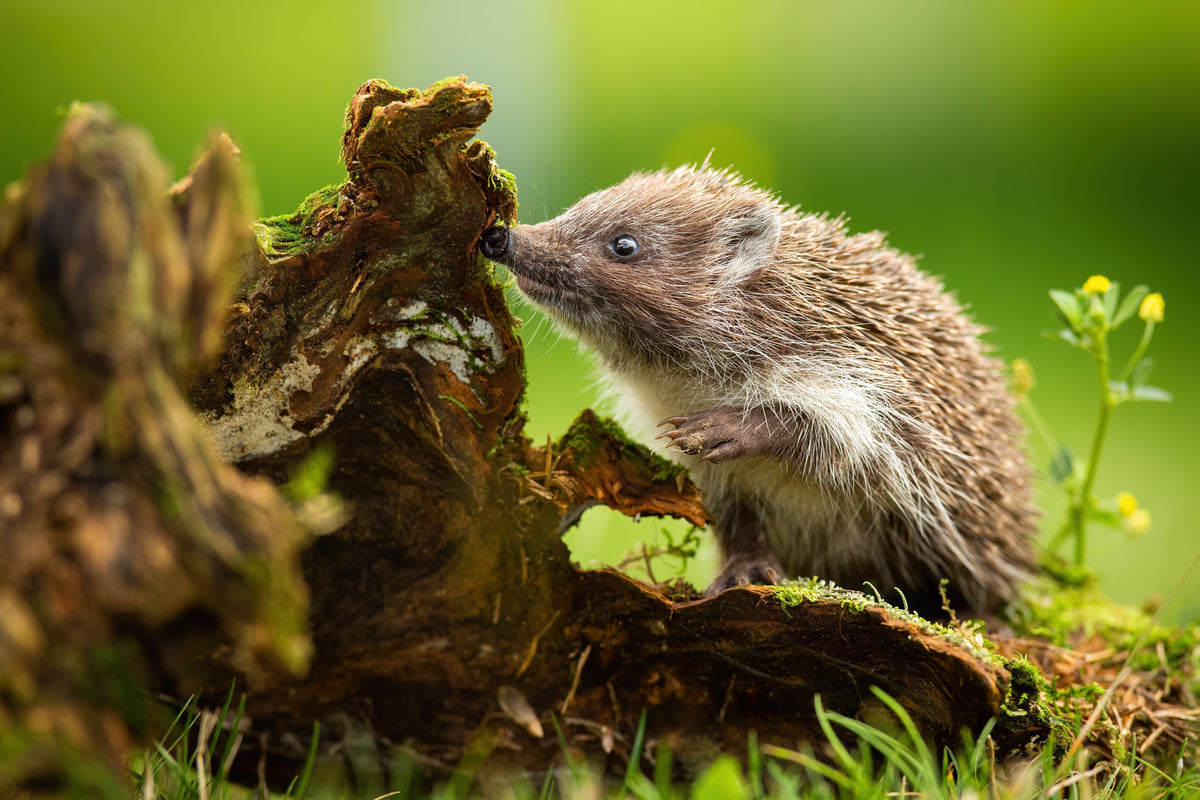 A Garden That Feeds Hedgehogs, Squirrels and Birds All Year Round