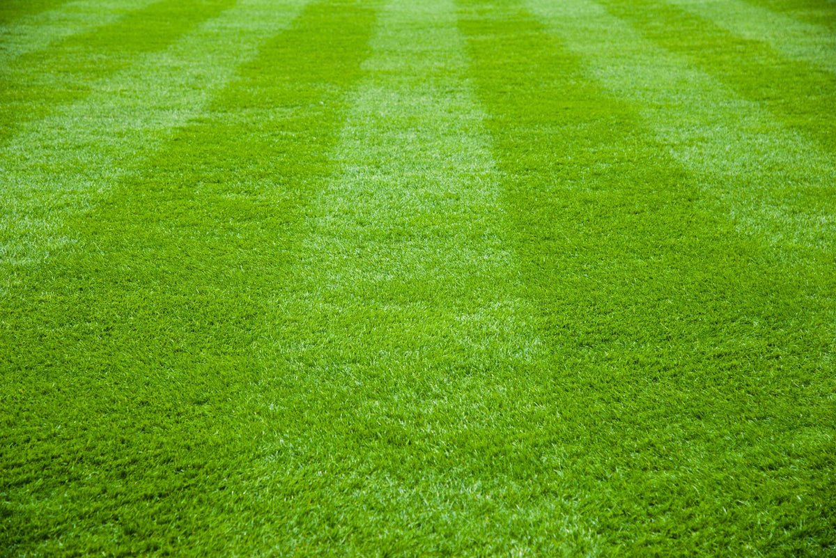 How to get a perfect lawn: when to feed, how much, and what makes it green