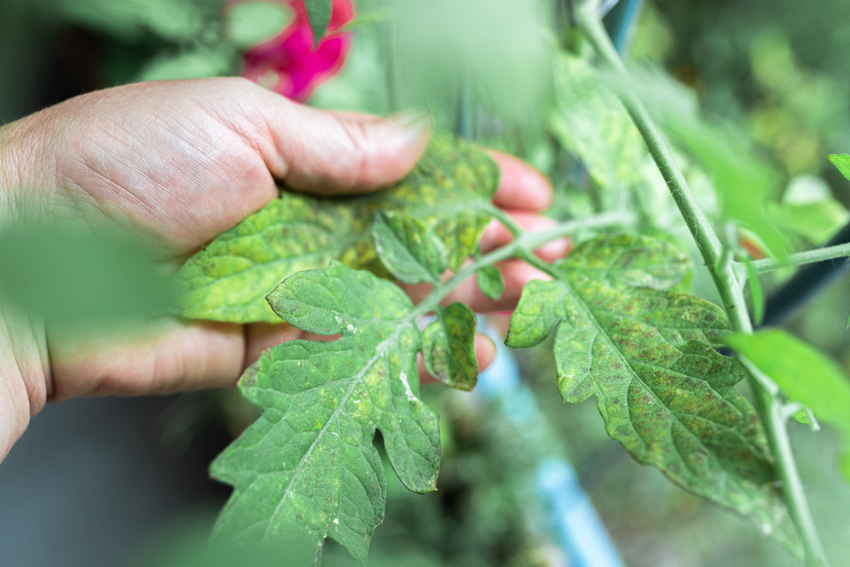 What’s Wrong With My Houseplant’s Leaves? Identifying and Treating Leaf Disease Indoors