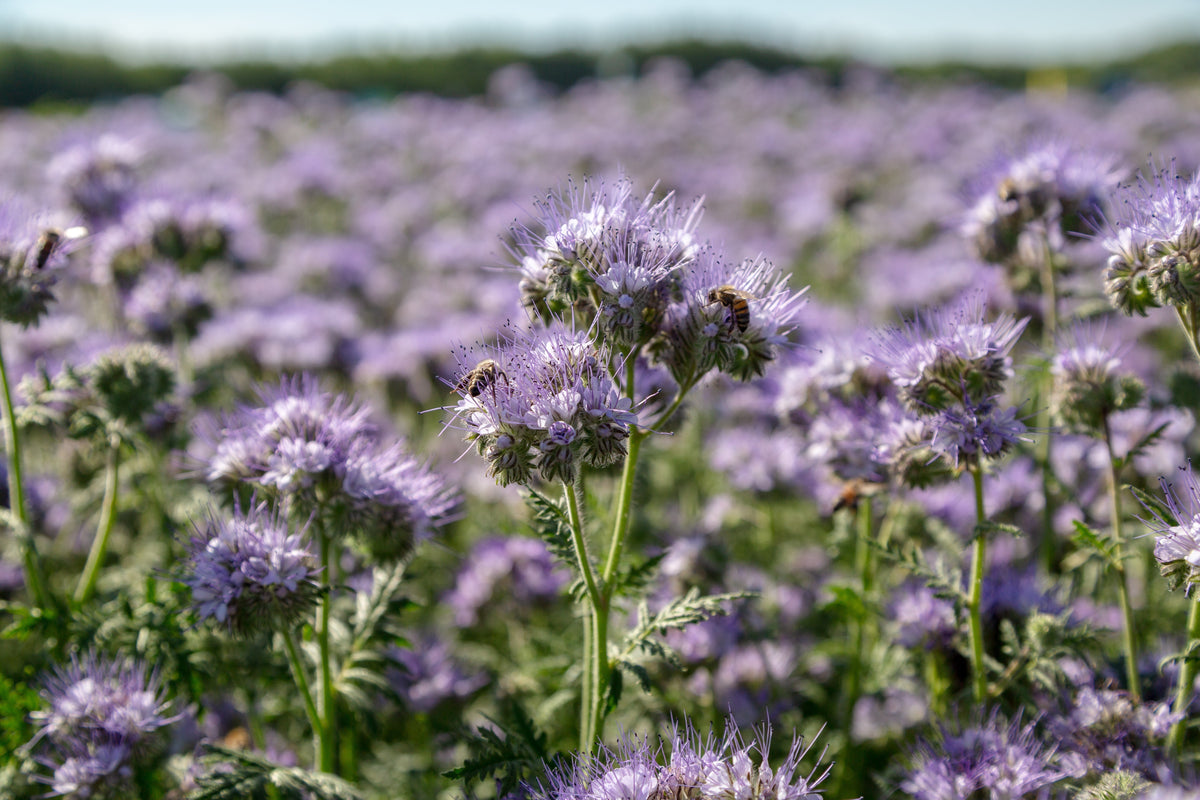 Which Green Manure Should You Sow?