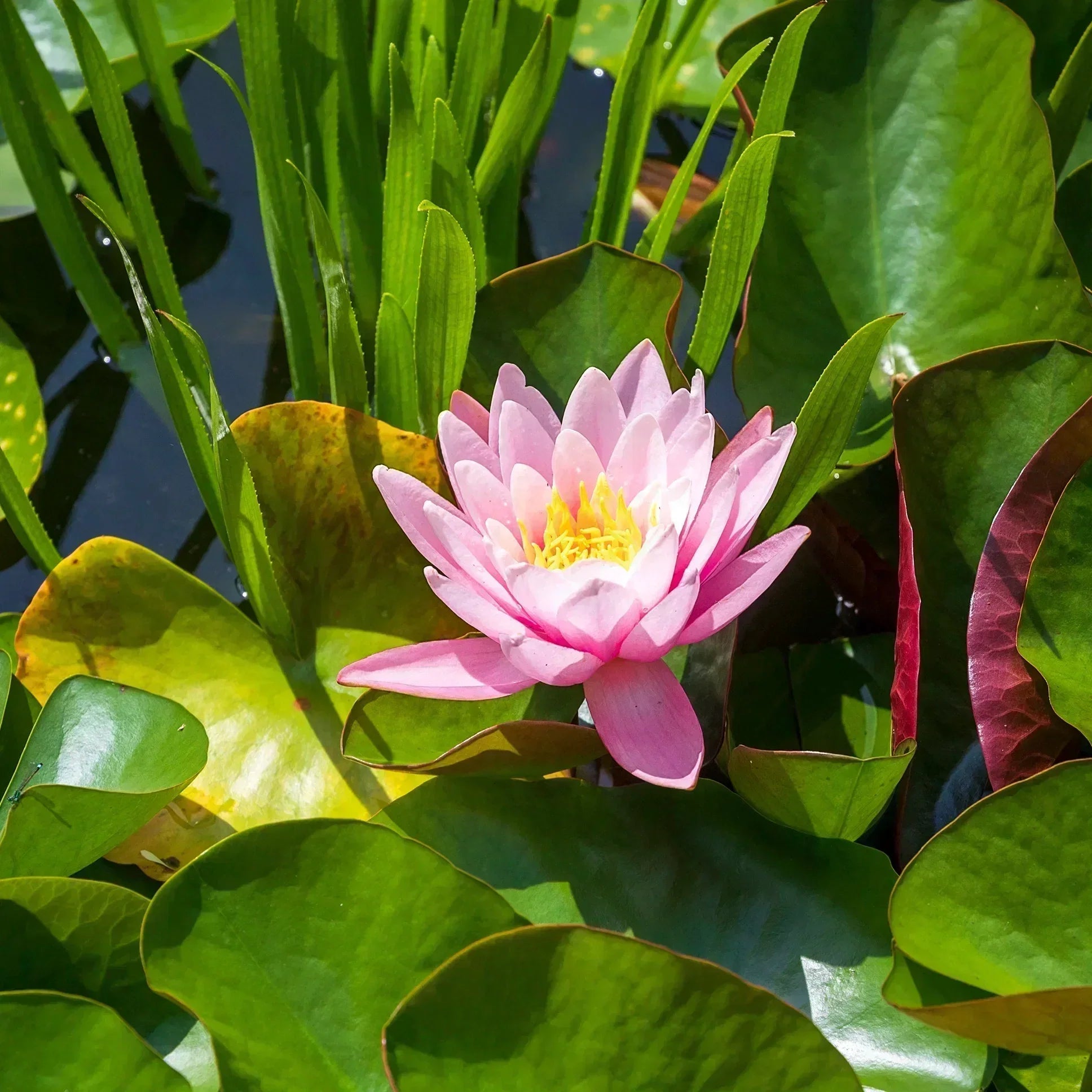 Stop Green Water Before It Starts. Why EM Pond Balls Are the Smartest Thing You Can Do for Your Pond