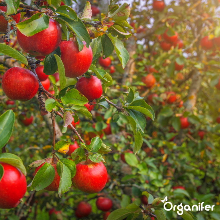 Explore the Top 5 Most Beautiful Gardens in Europe