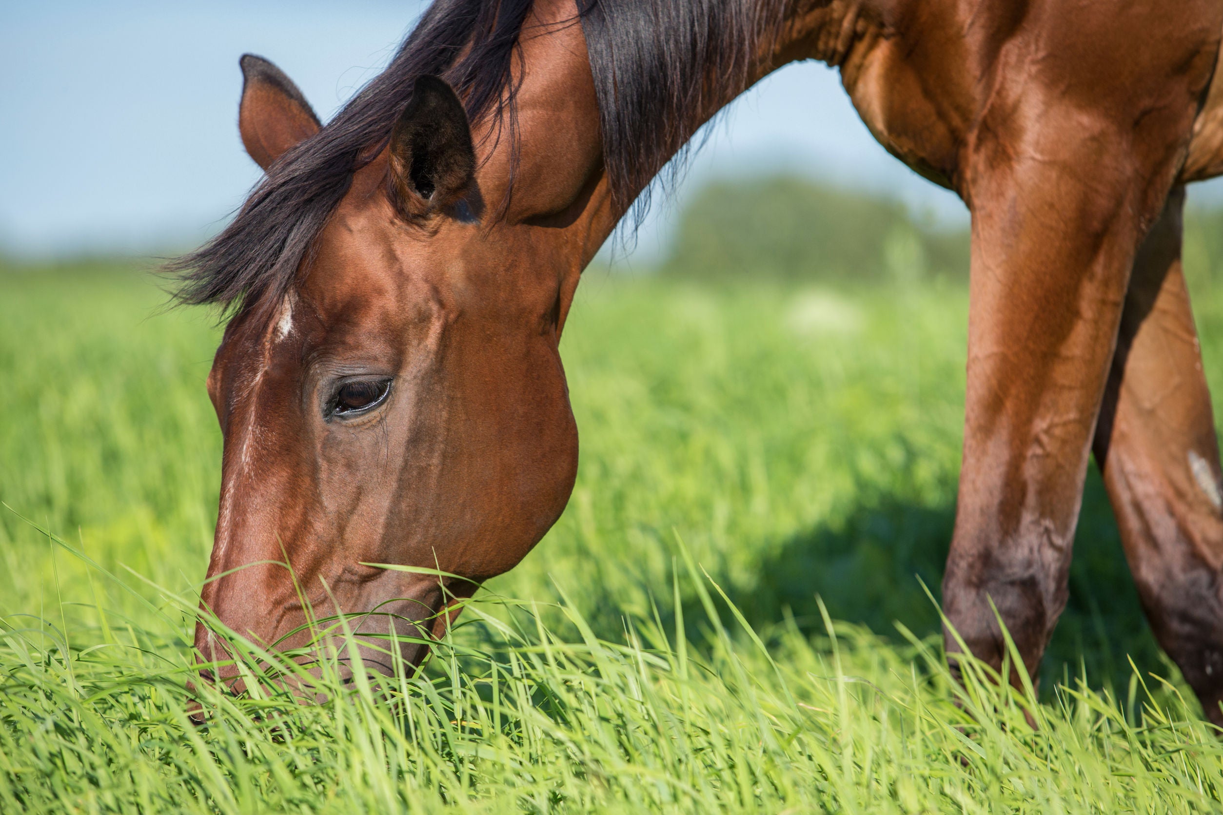 Paardenweide bemest met organifer