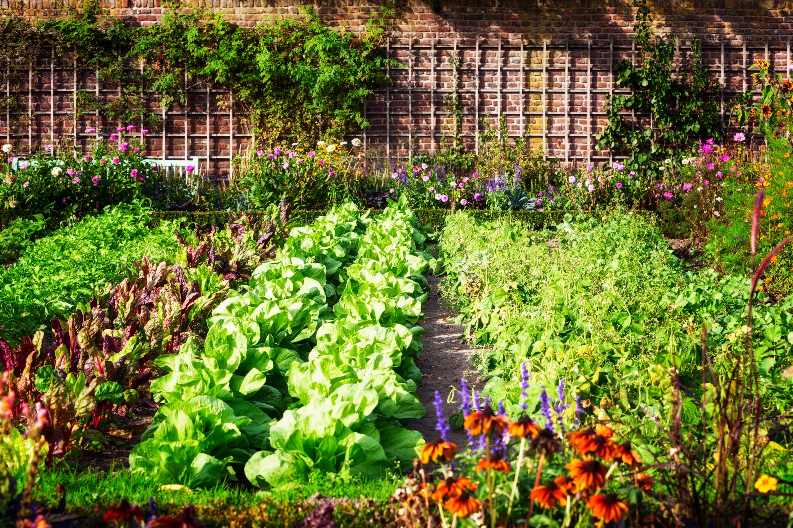 Organifer Vegetable Garden in late summer. Herbs, flowers and vegetables in the backyard formal garden. Environmentally friendly gardening