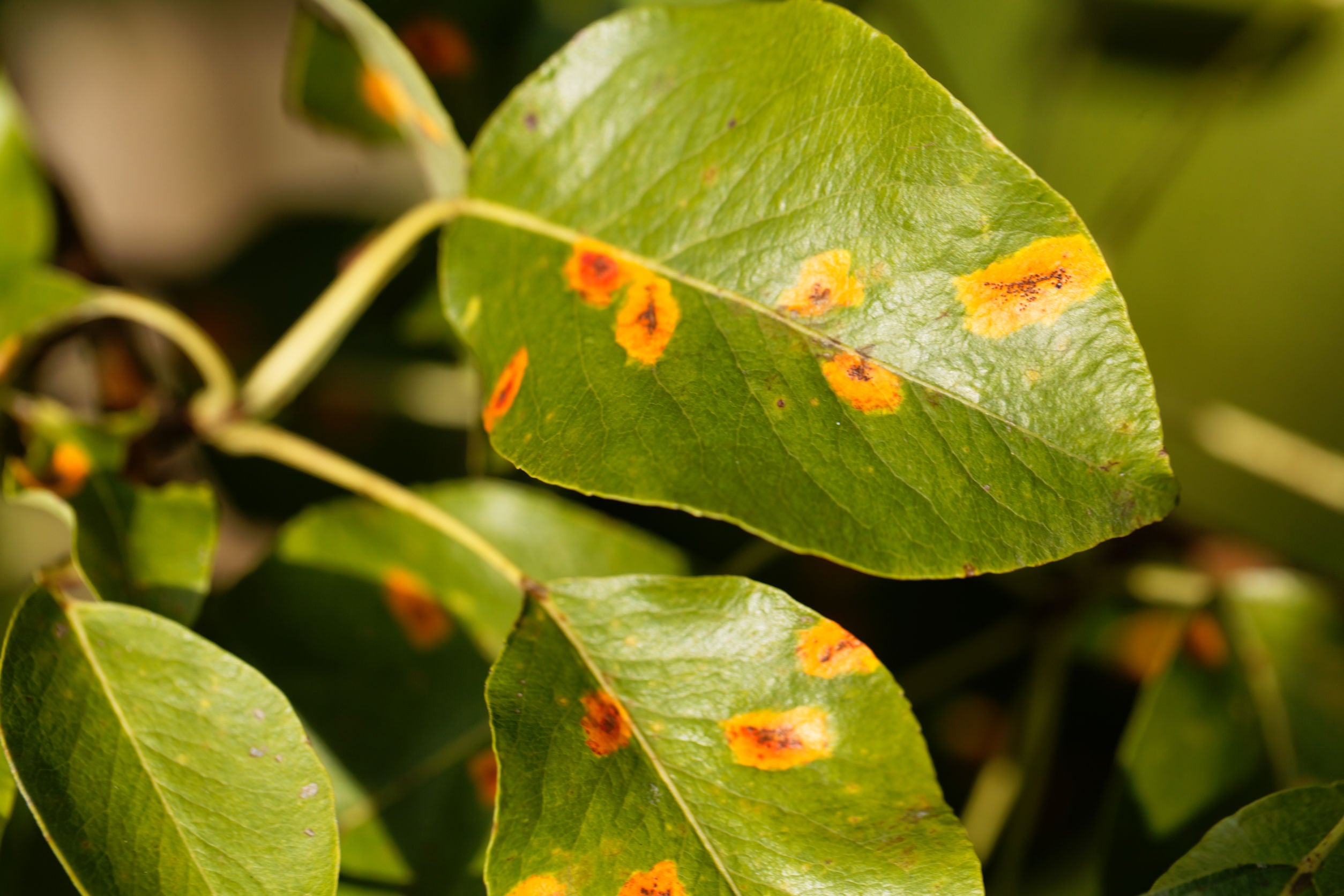 Ziekten en Plagen oplossingen Organifer