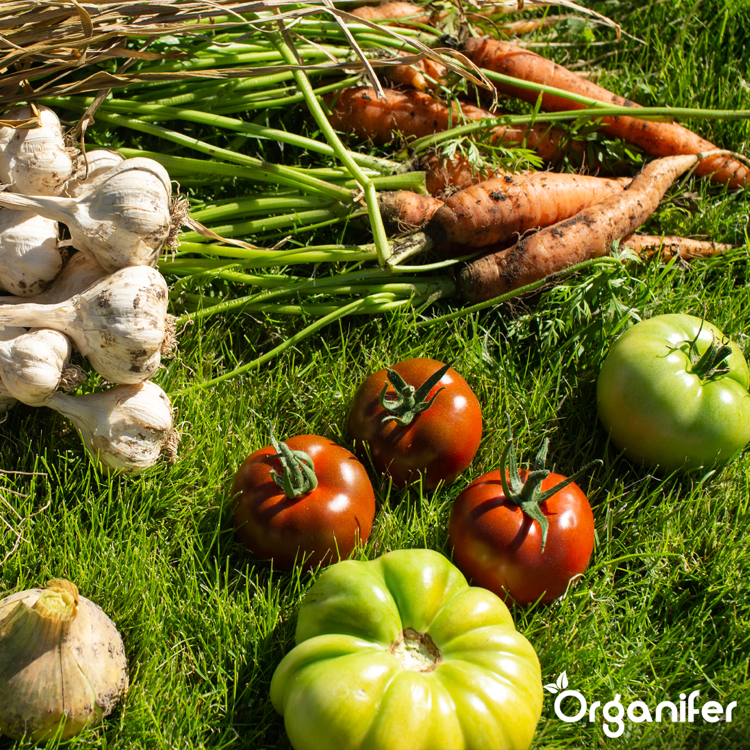 Biochar Soil Improver 4