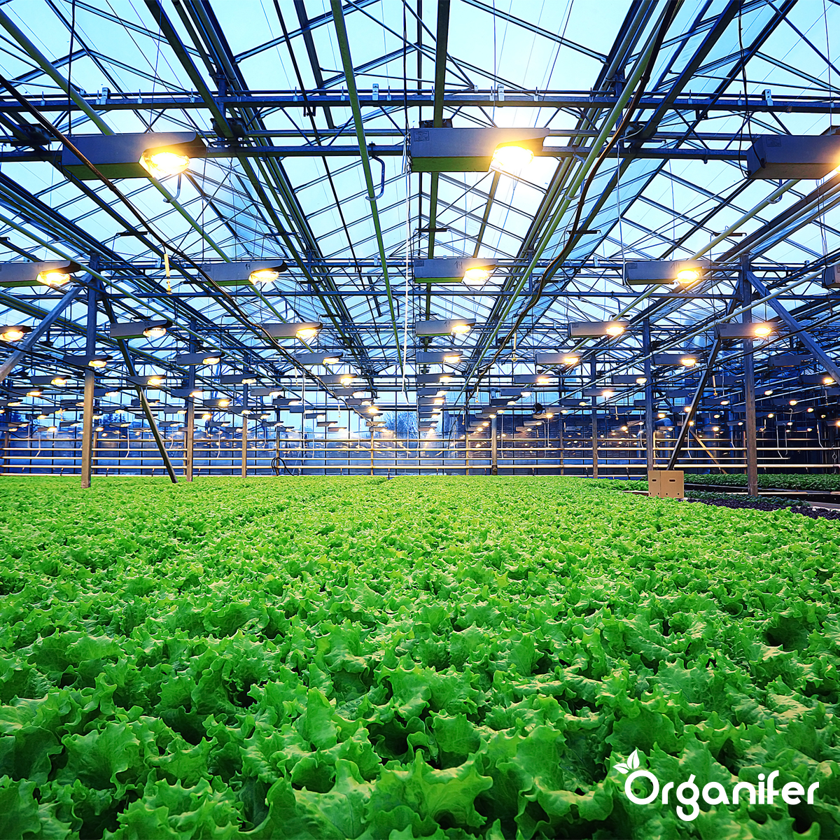 Insect Frass from Black Soldier Flies