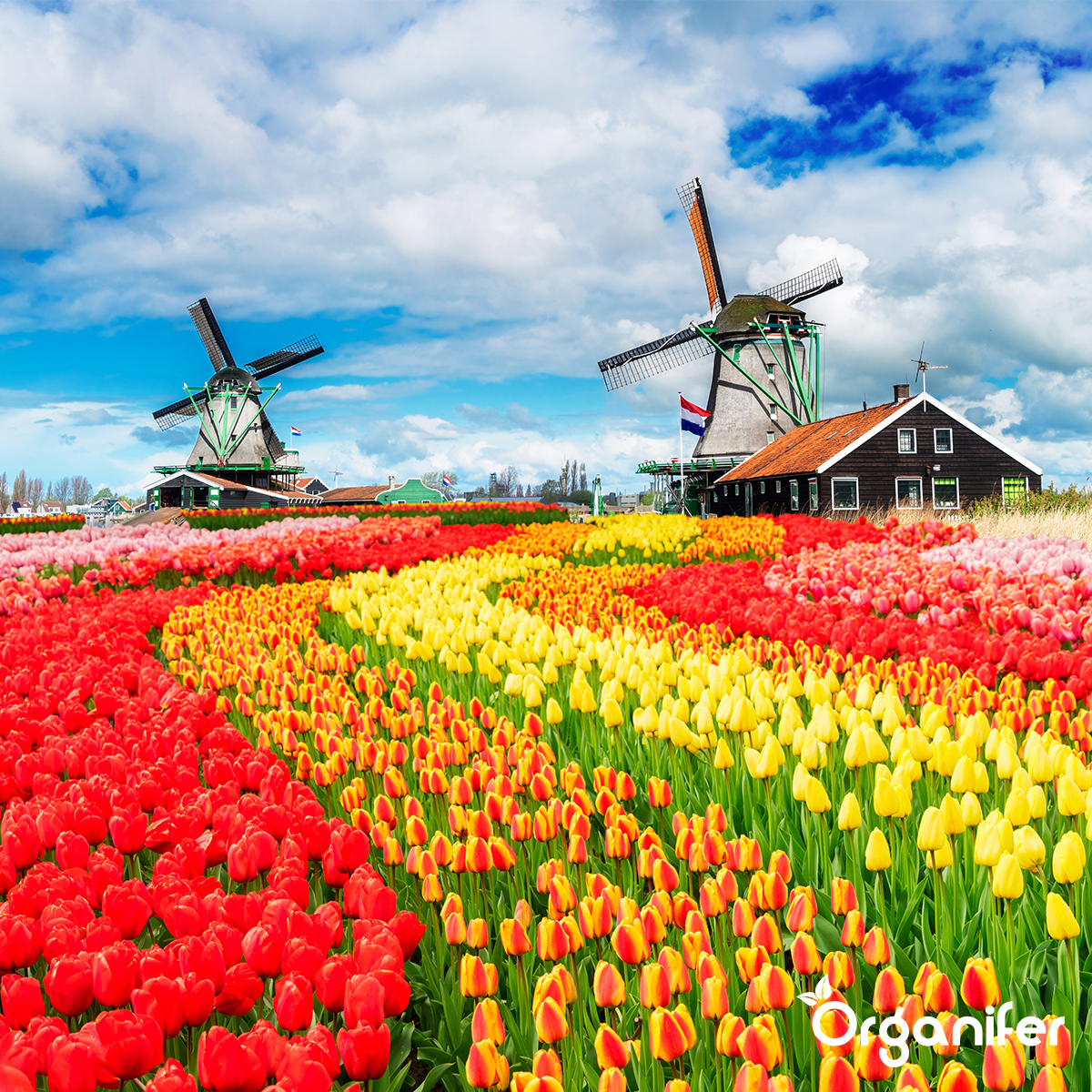 Bloembollen met Organifer