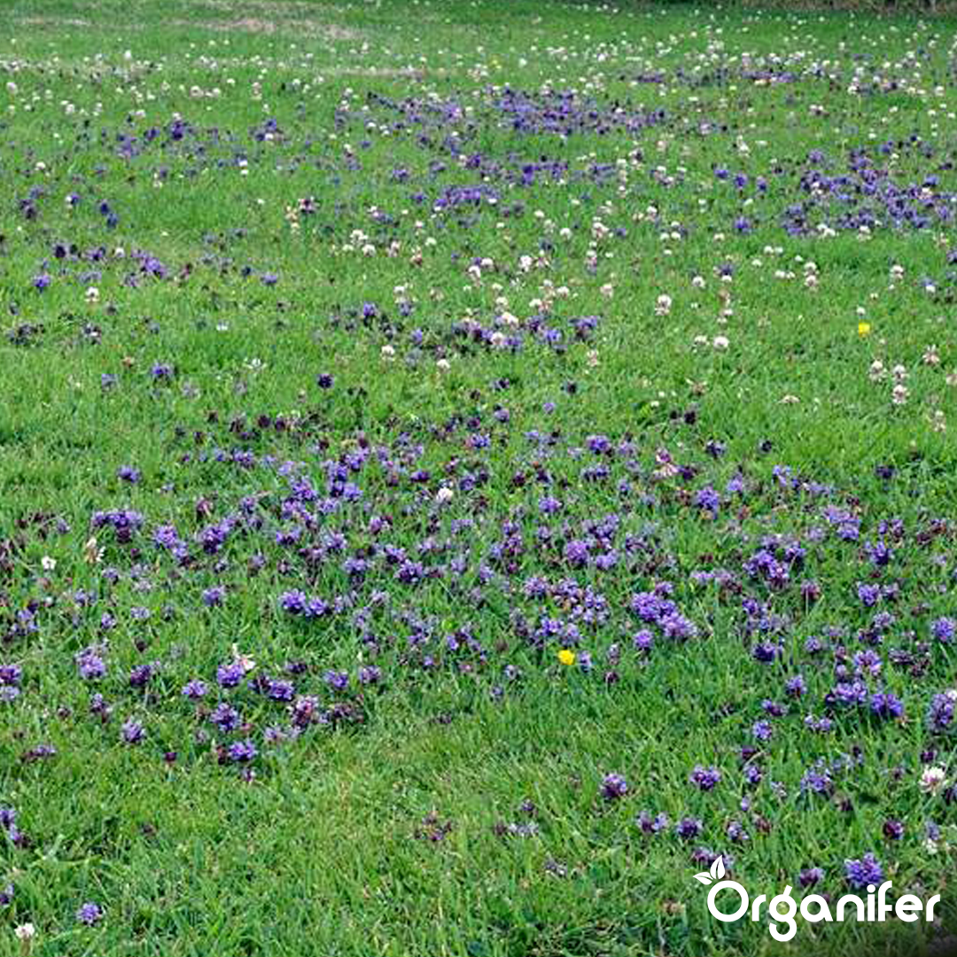 Mowable Flowers Seed Mix For Lawn 1