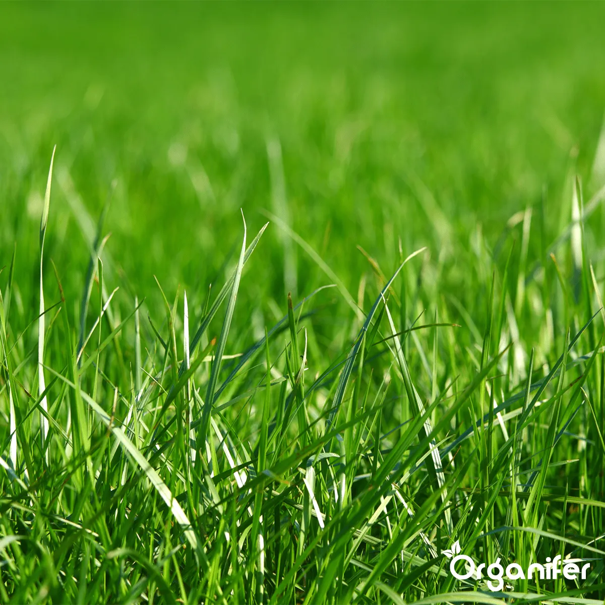 Bentonite Sandy Soil Improver