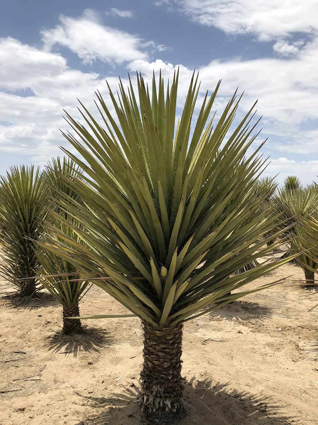 Yucca Wetting Agent
