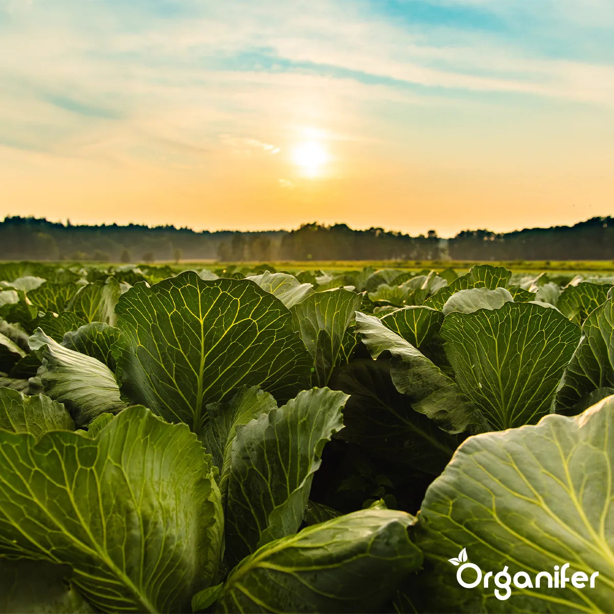 Chicken Manure Pellets