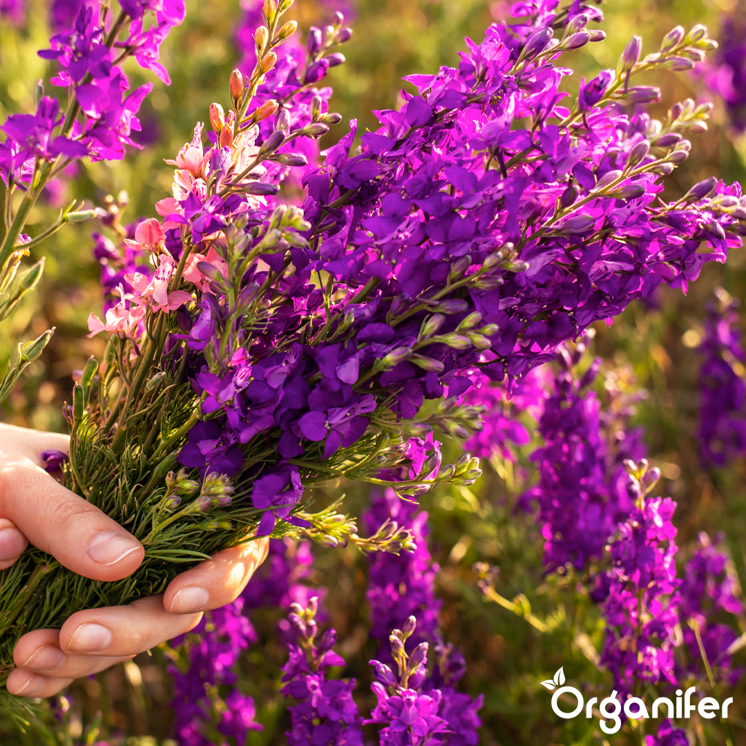 Rhododendron, Hortensia, Azalea & More Acid-Loving Plants Fertiliser 1