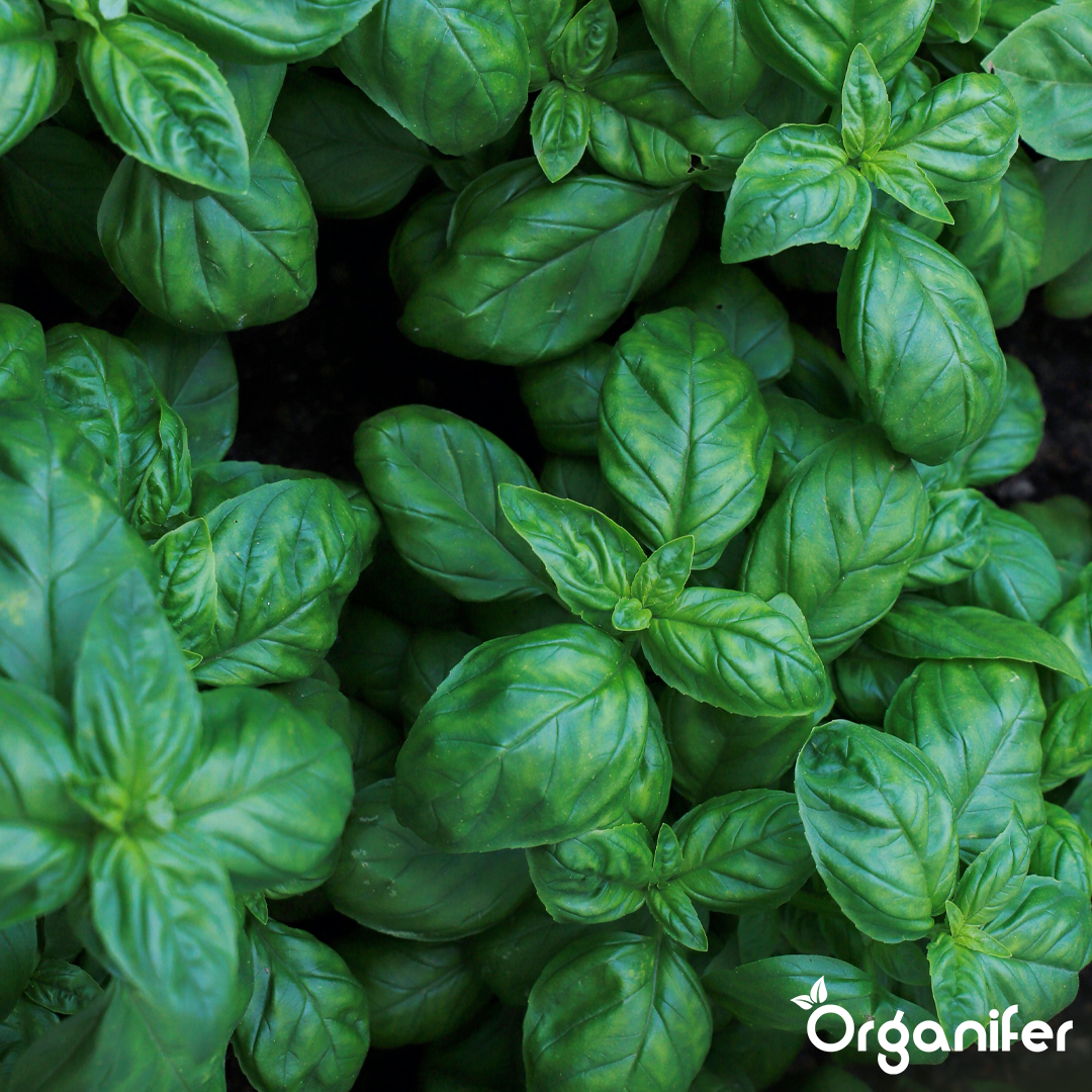basil liquid fertiliser 6