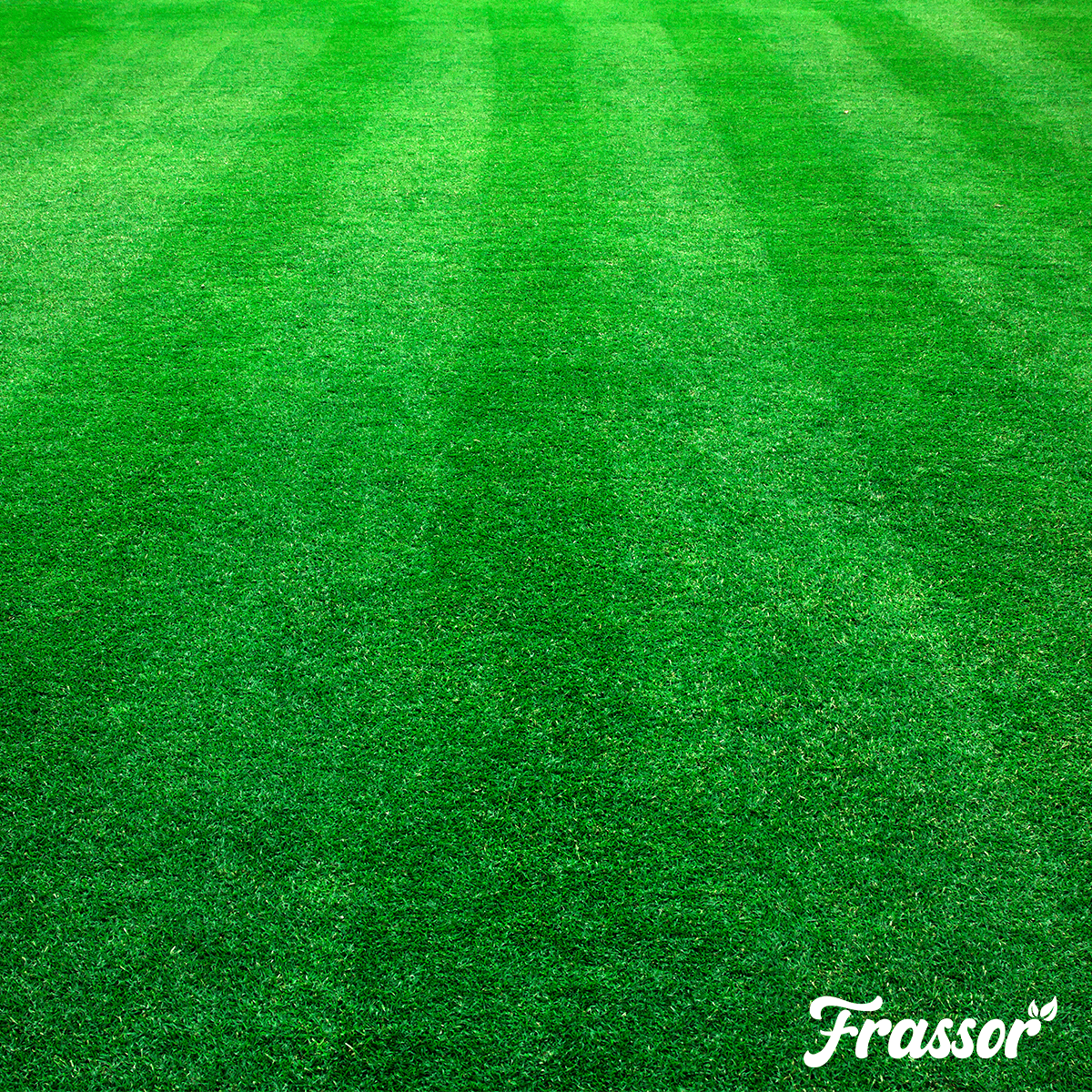Frass Lawn fertilizer