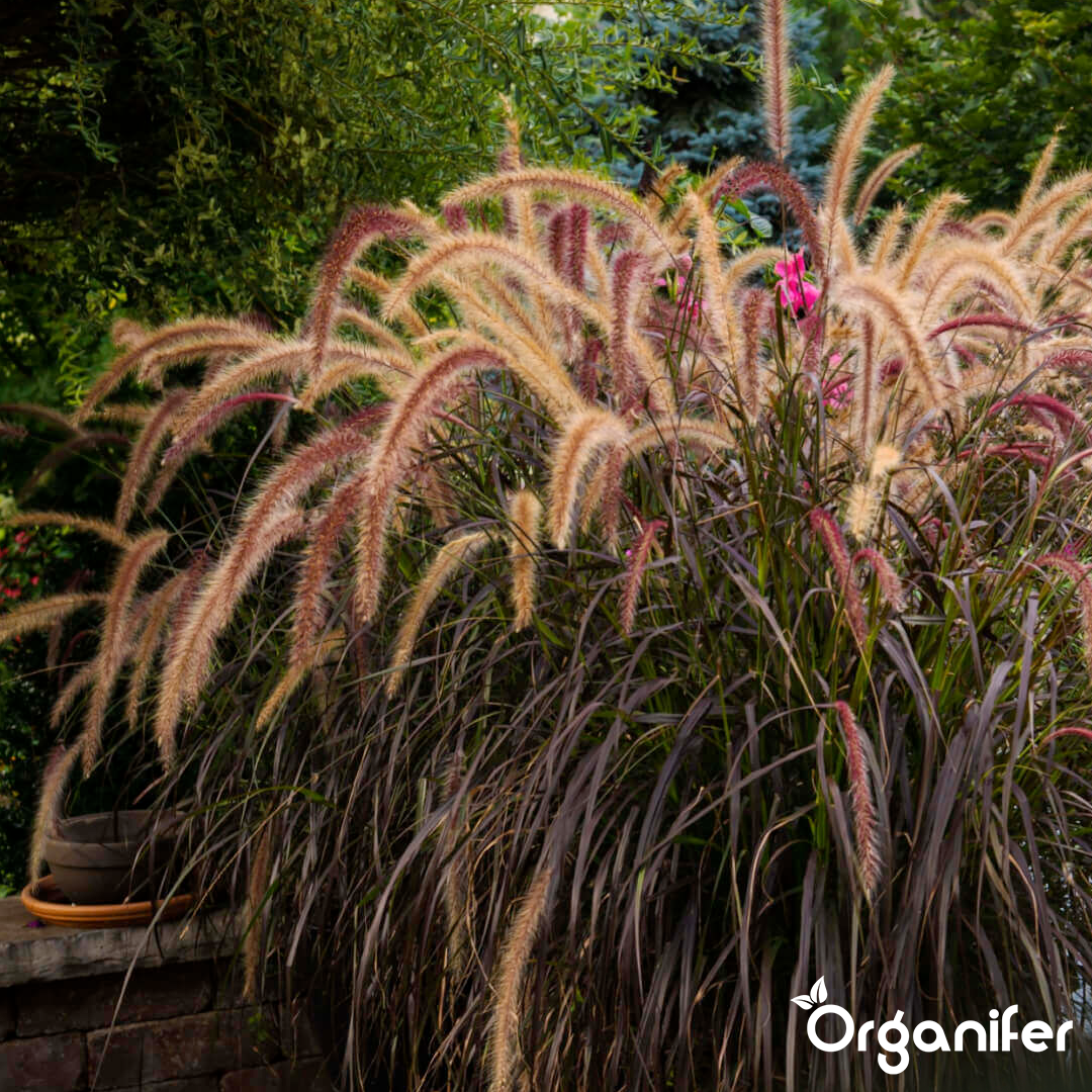 Upright Growth and Dense Clumps