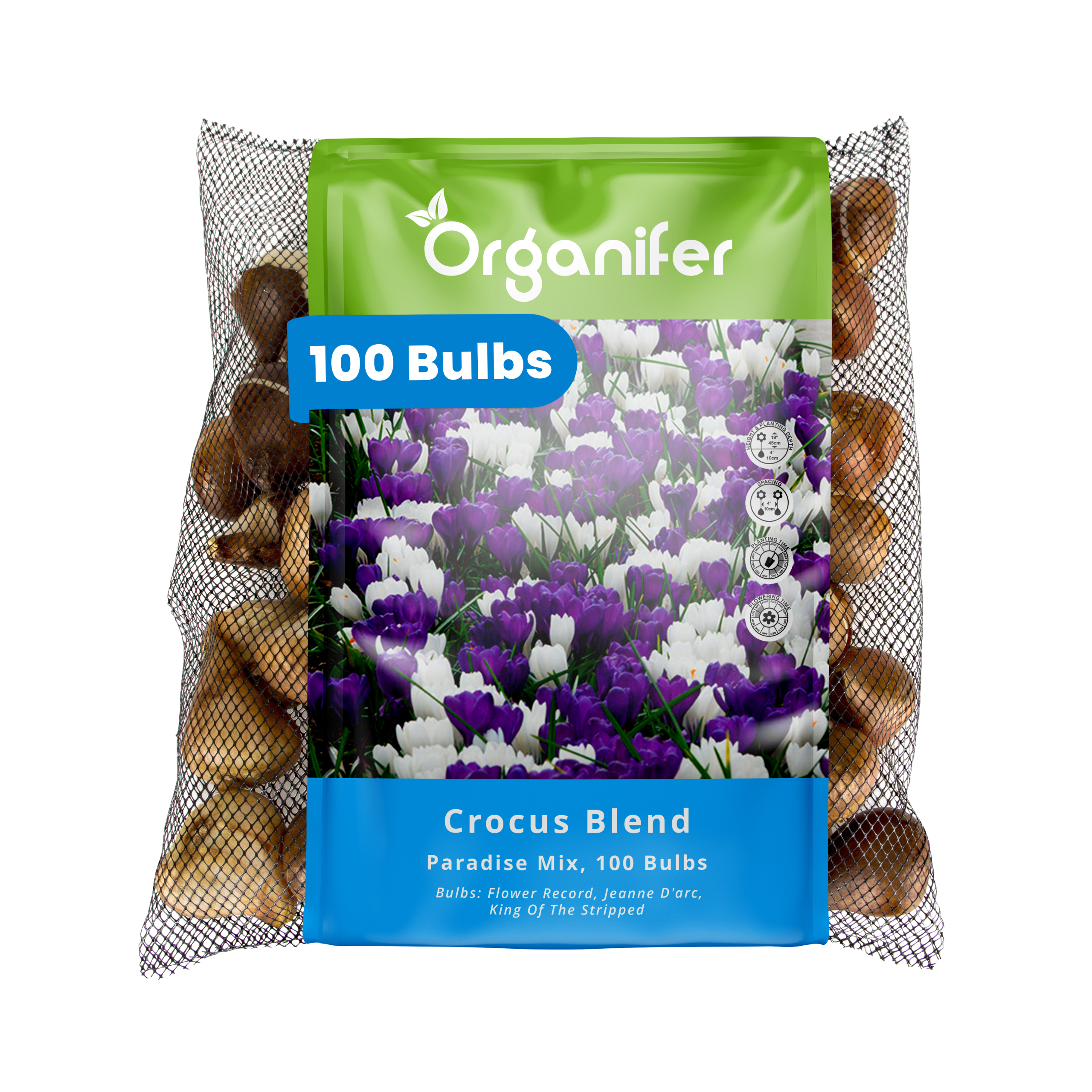 100 Crocus Bulbs – Large-Flowering Paradise Mix