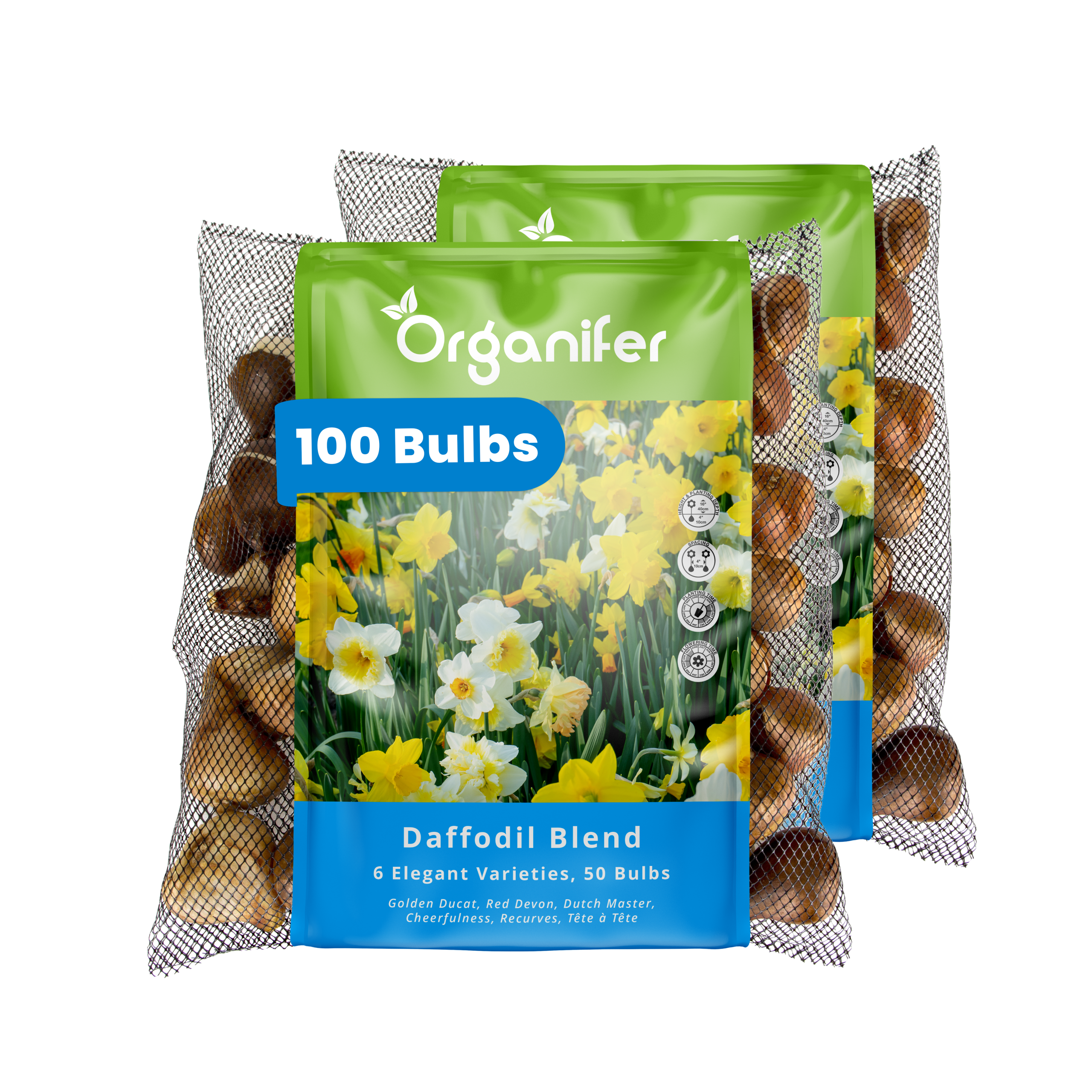 100 Daffodil Bulbs – 6 Elegant Varieties