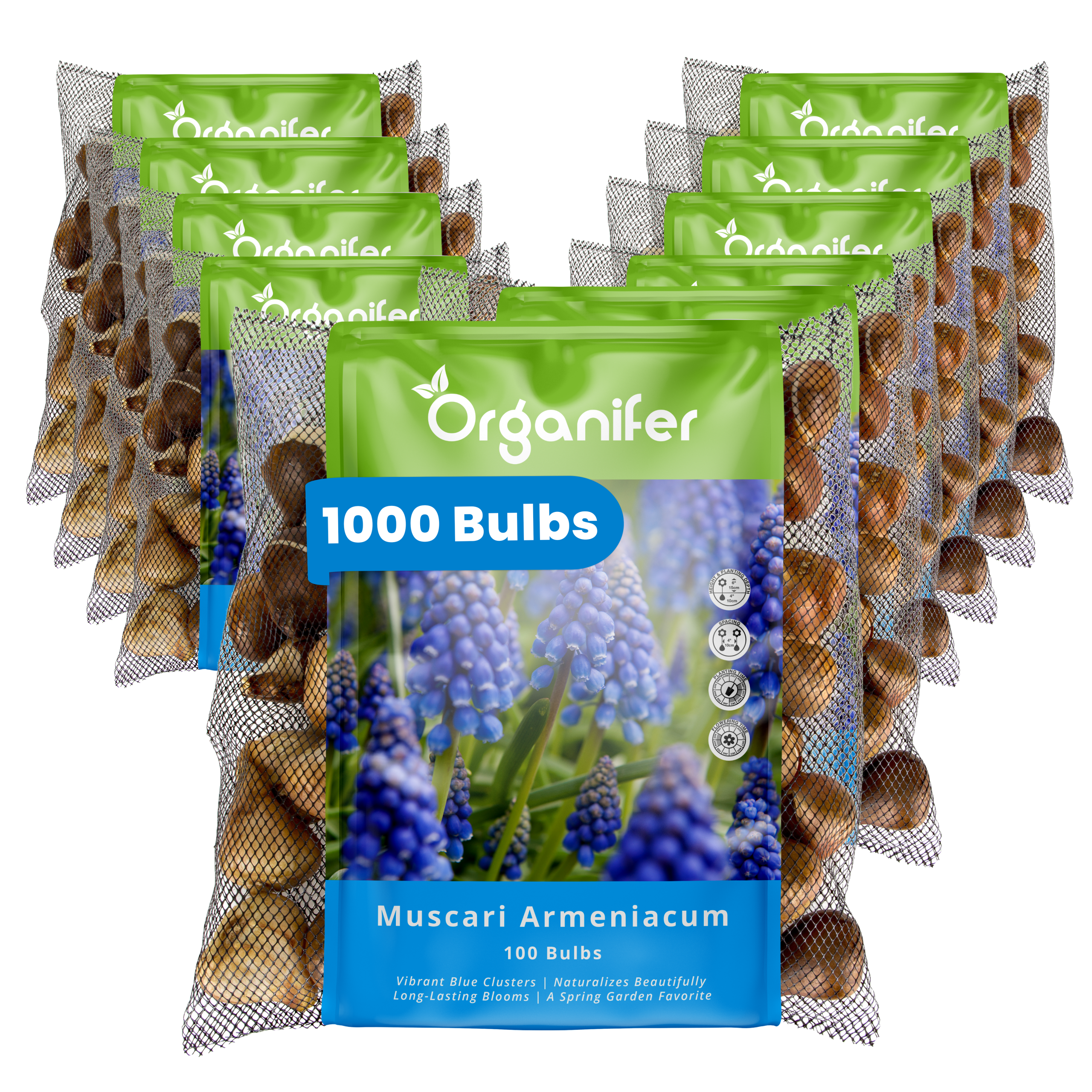 1000 Muscari Armeniacum Bulbs