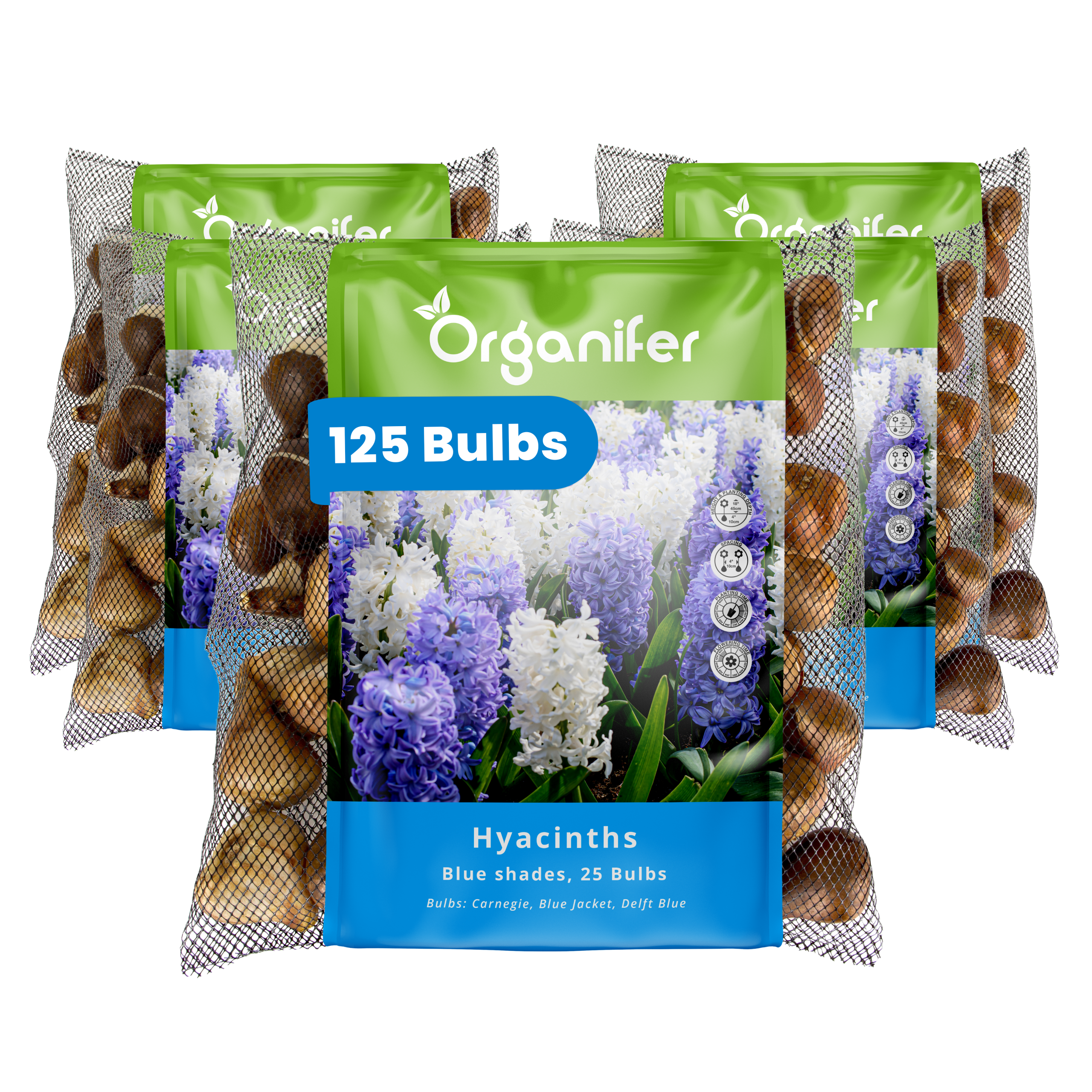 125 Hyacinth Bulbs – Blue Shades