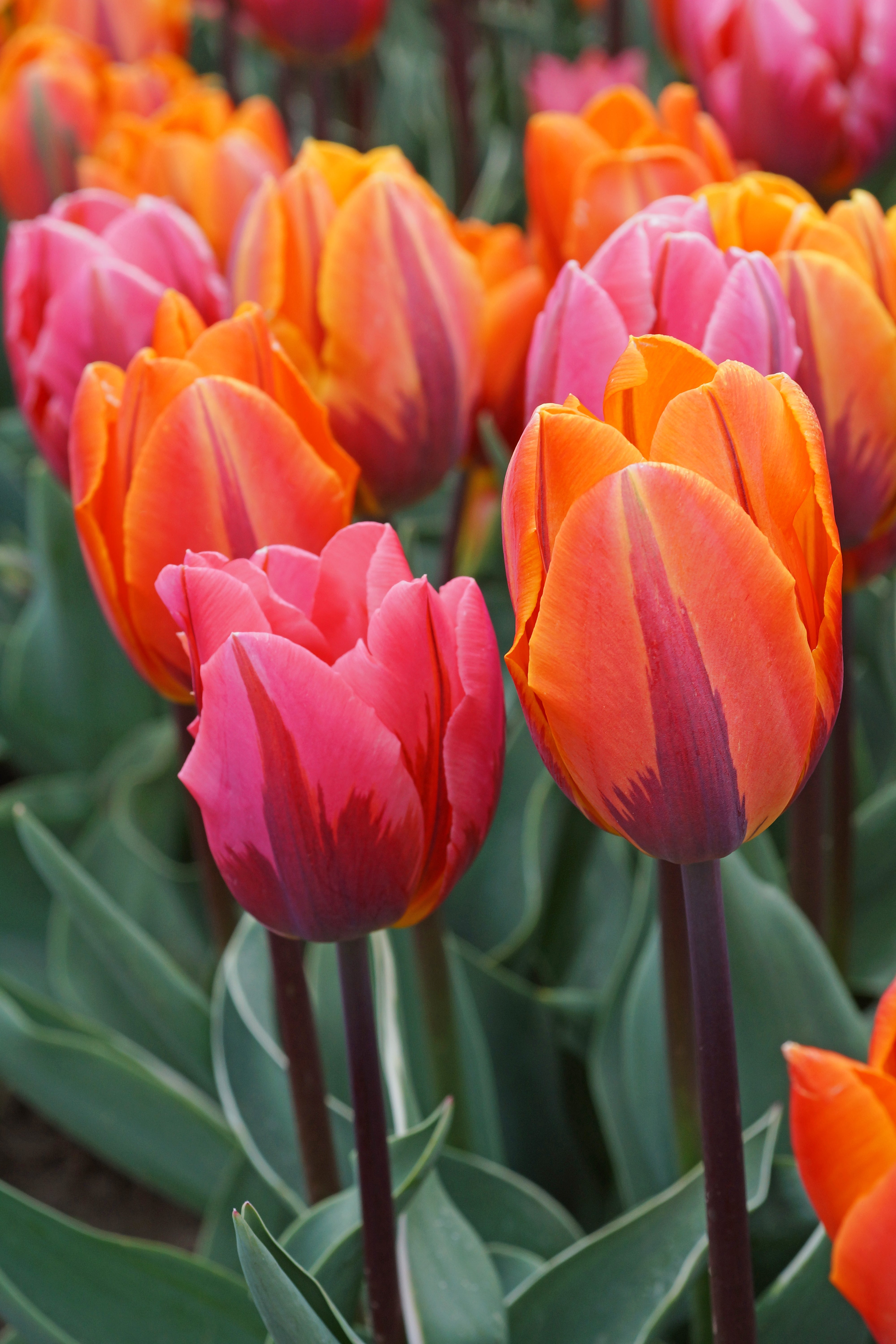 Elegant tofarvet tulipanblanding