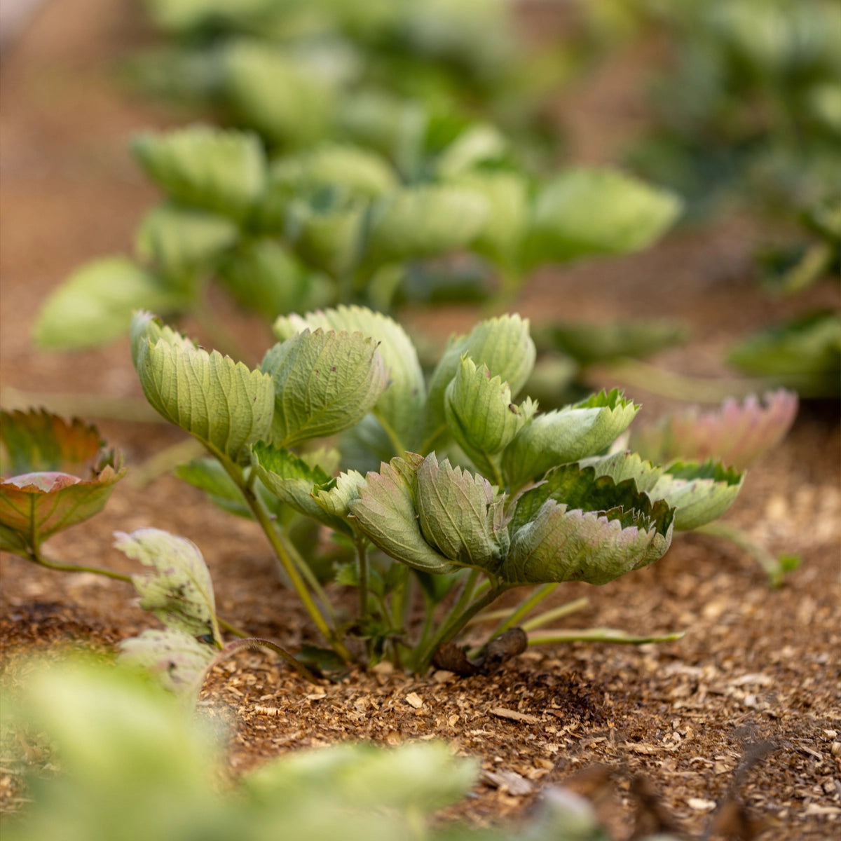 Suitable for Garden, Greenhouse & Pots