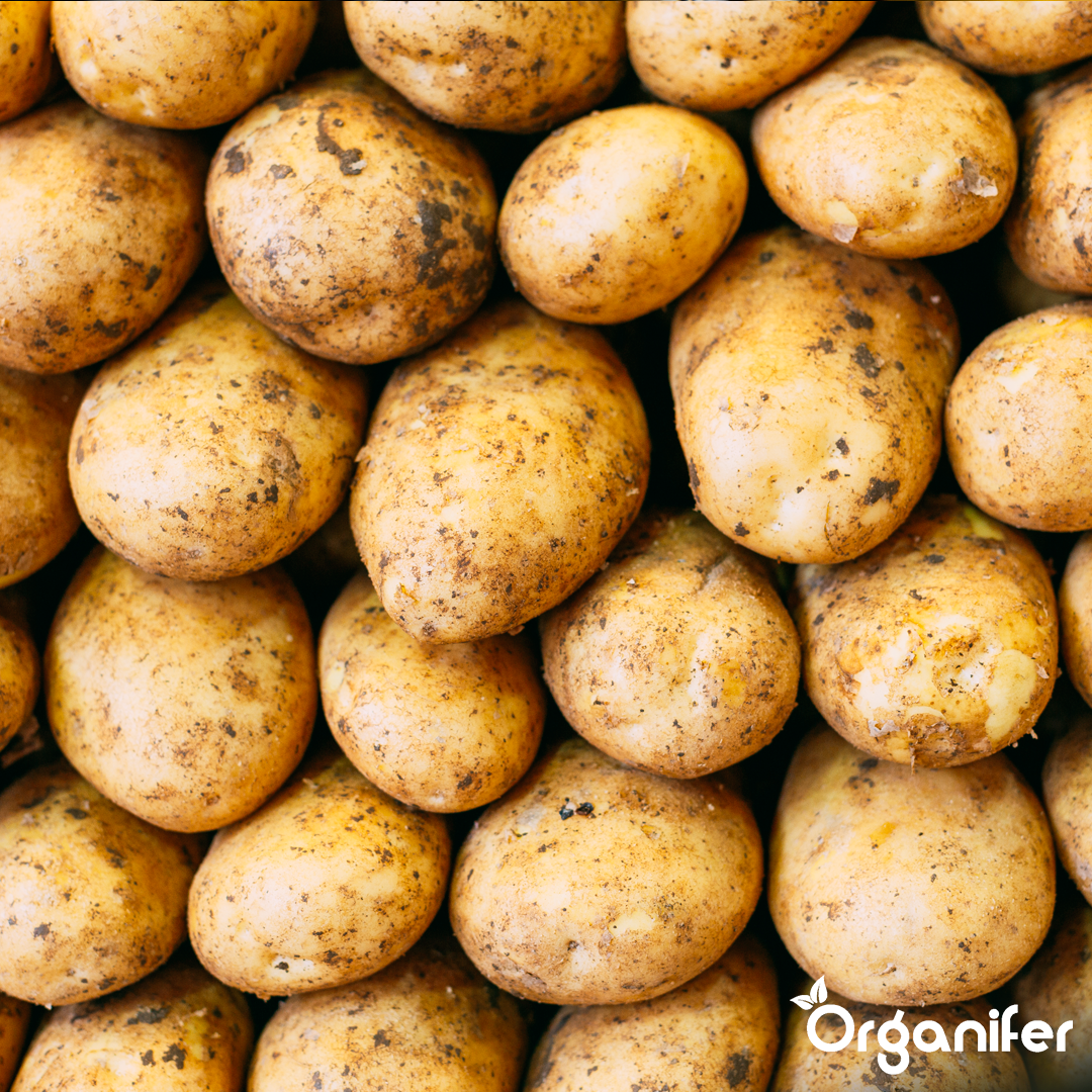 Pommes de terre de semence Gloria A 28/40 (10 kg)