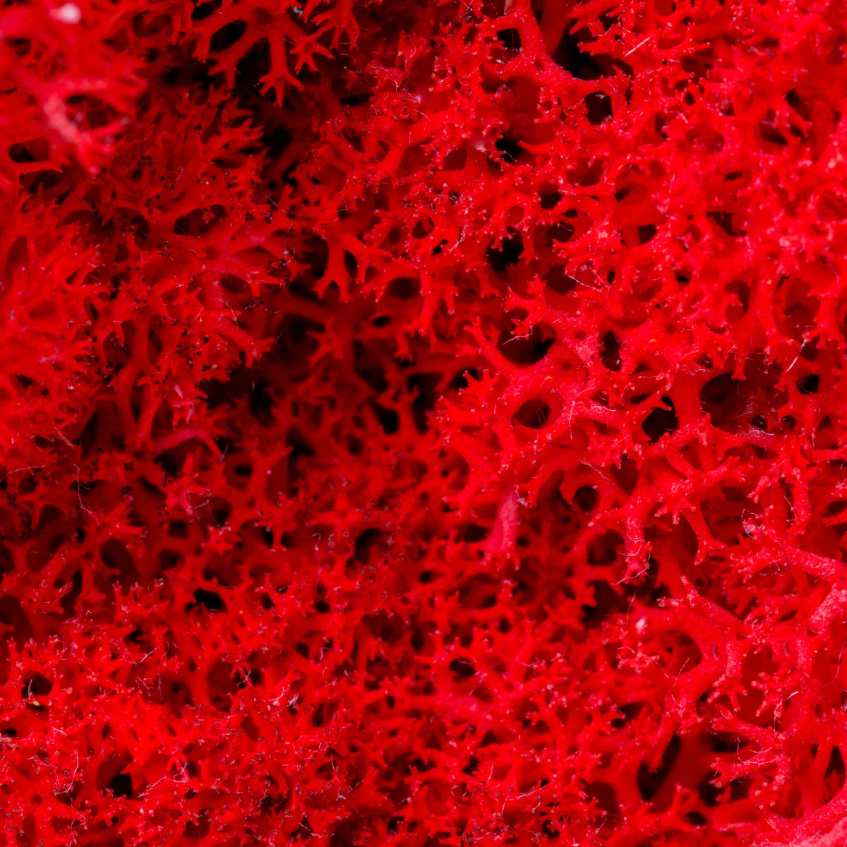 100% Pure Lithothamnium Calcareum for Superior Soil Nutrition