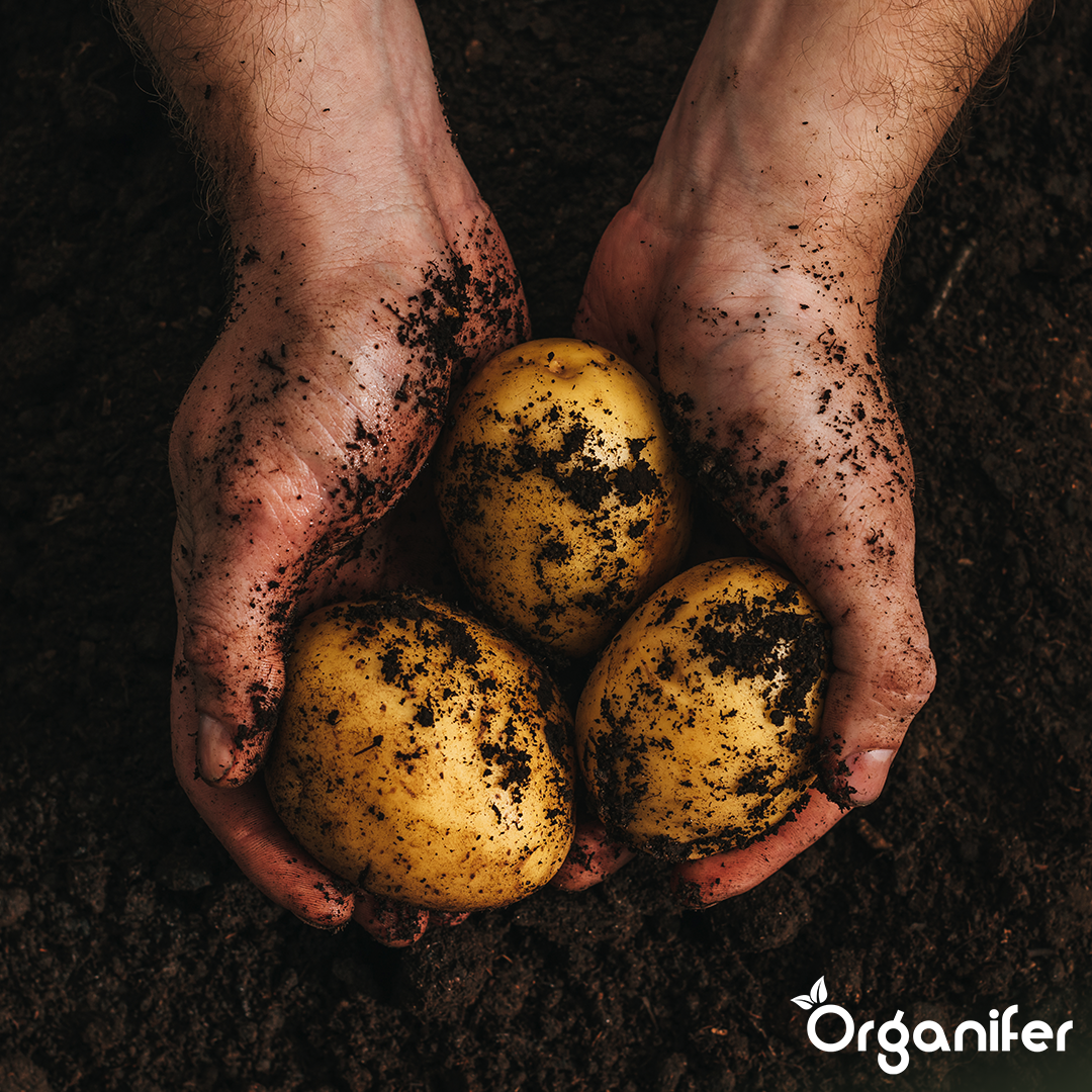 Potato Seeds Frieslander A 28:35 8