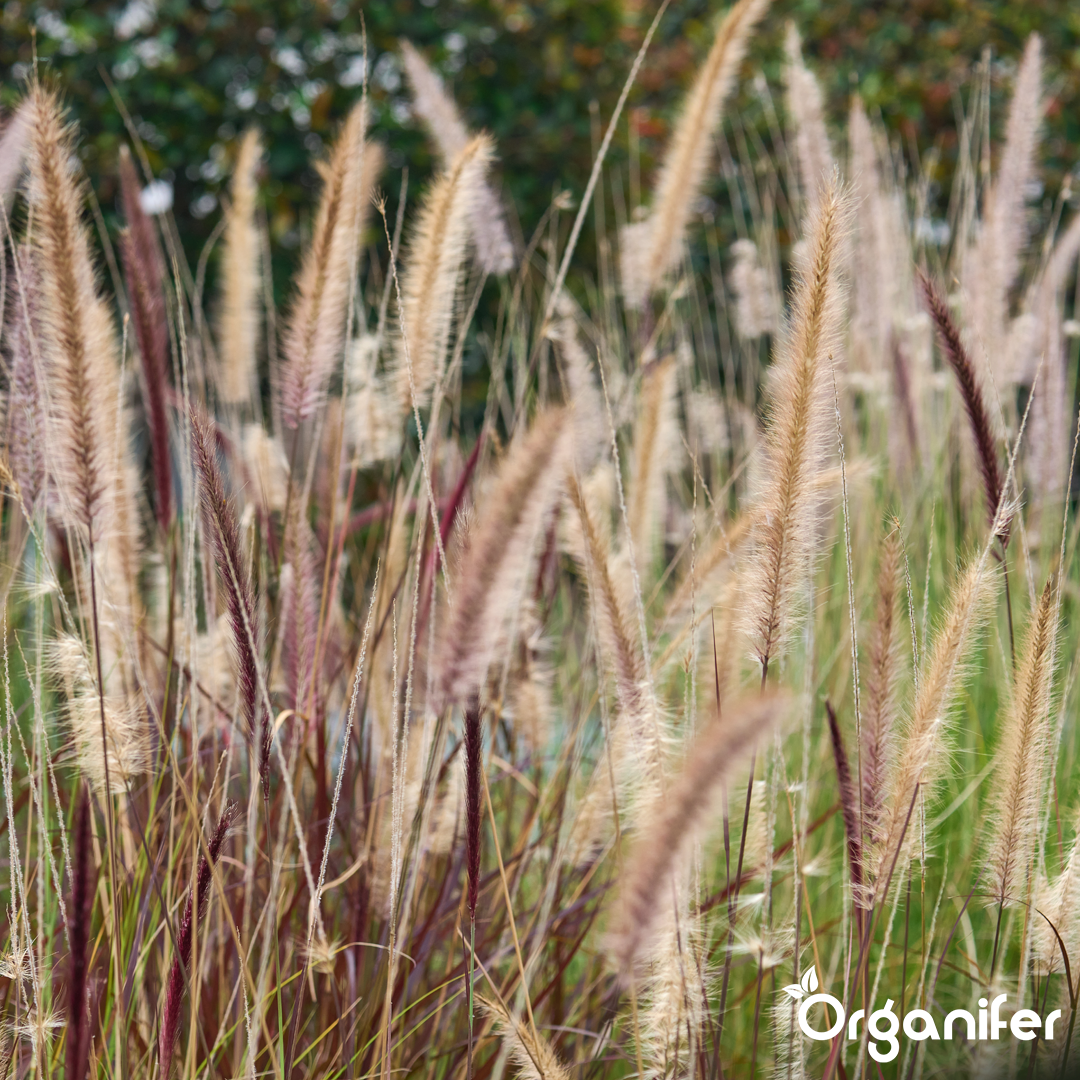 Vibrant Plumes and Seasonal Impact