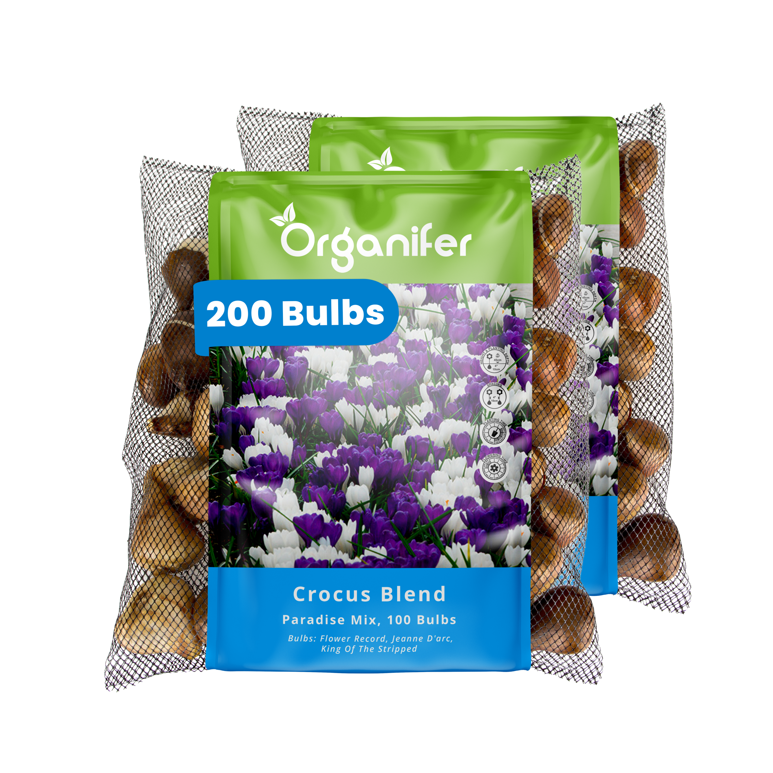 200 Crocus Bulbs – Large-Flowering Paradise Mix