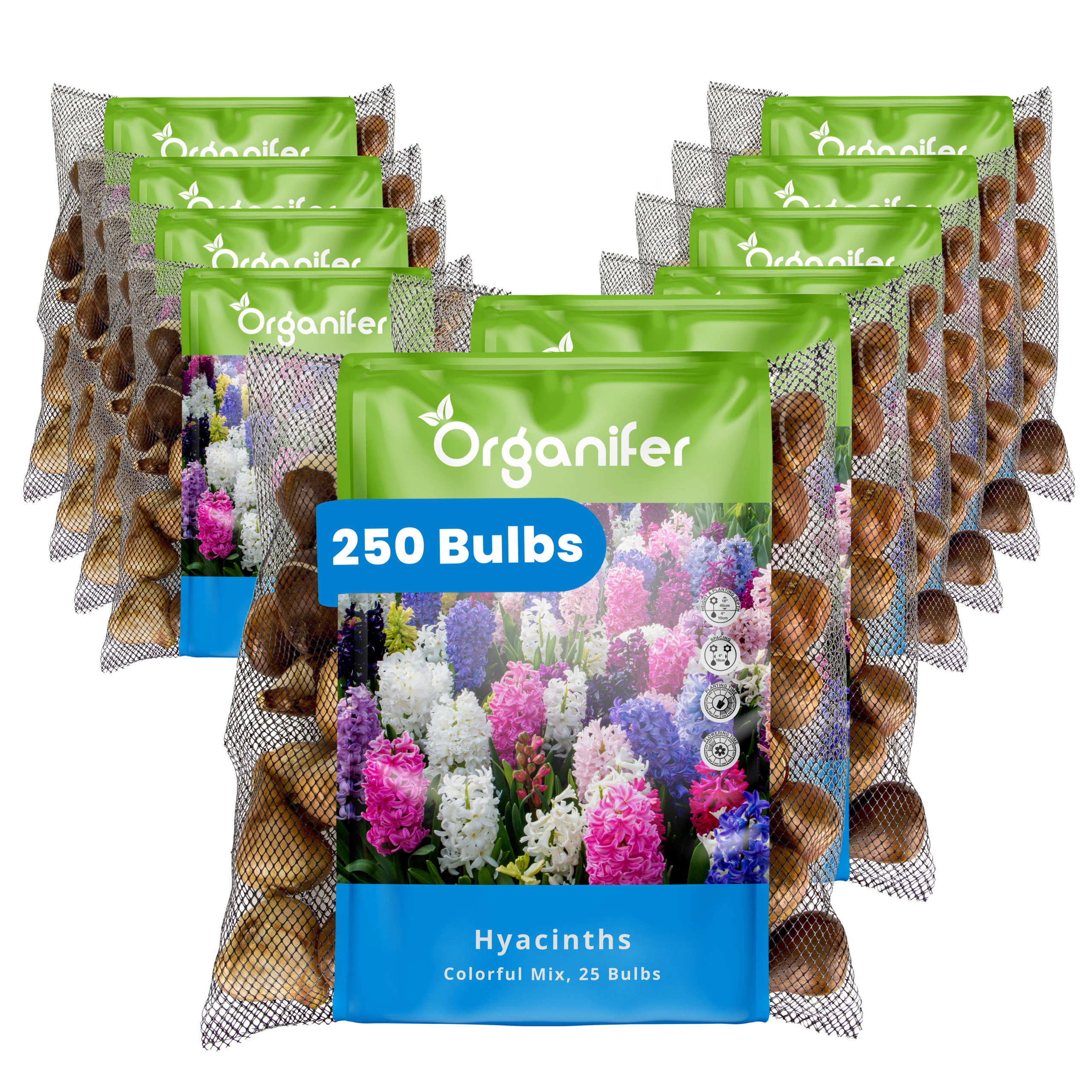 250 Hyacinth Bulbs – Colourful Mix