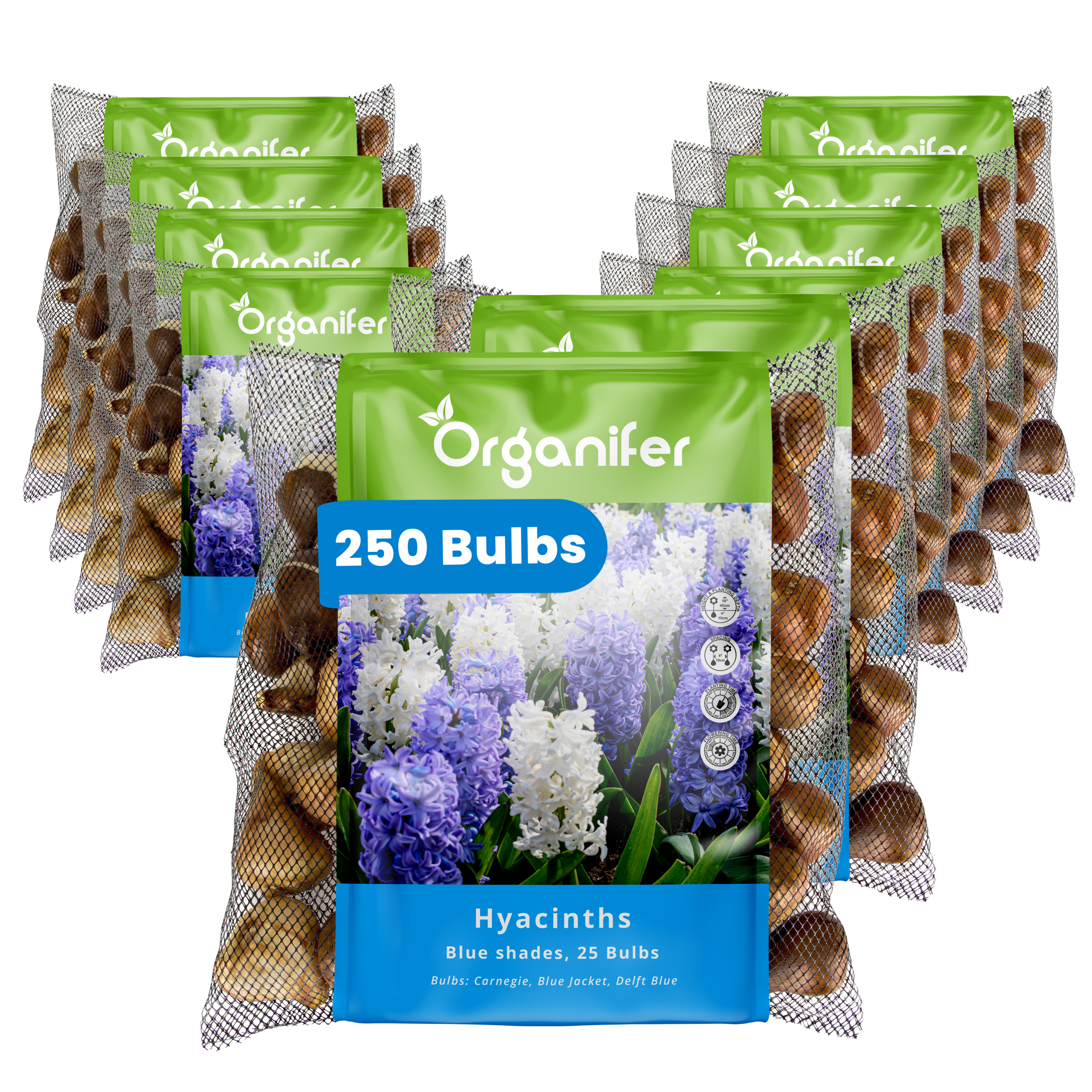 250 Hyacinth Bulbs – Blue Shades