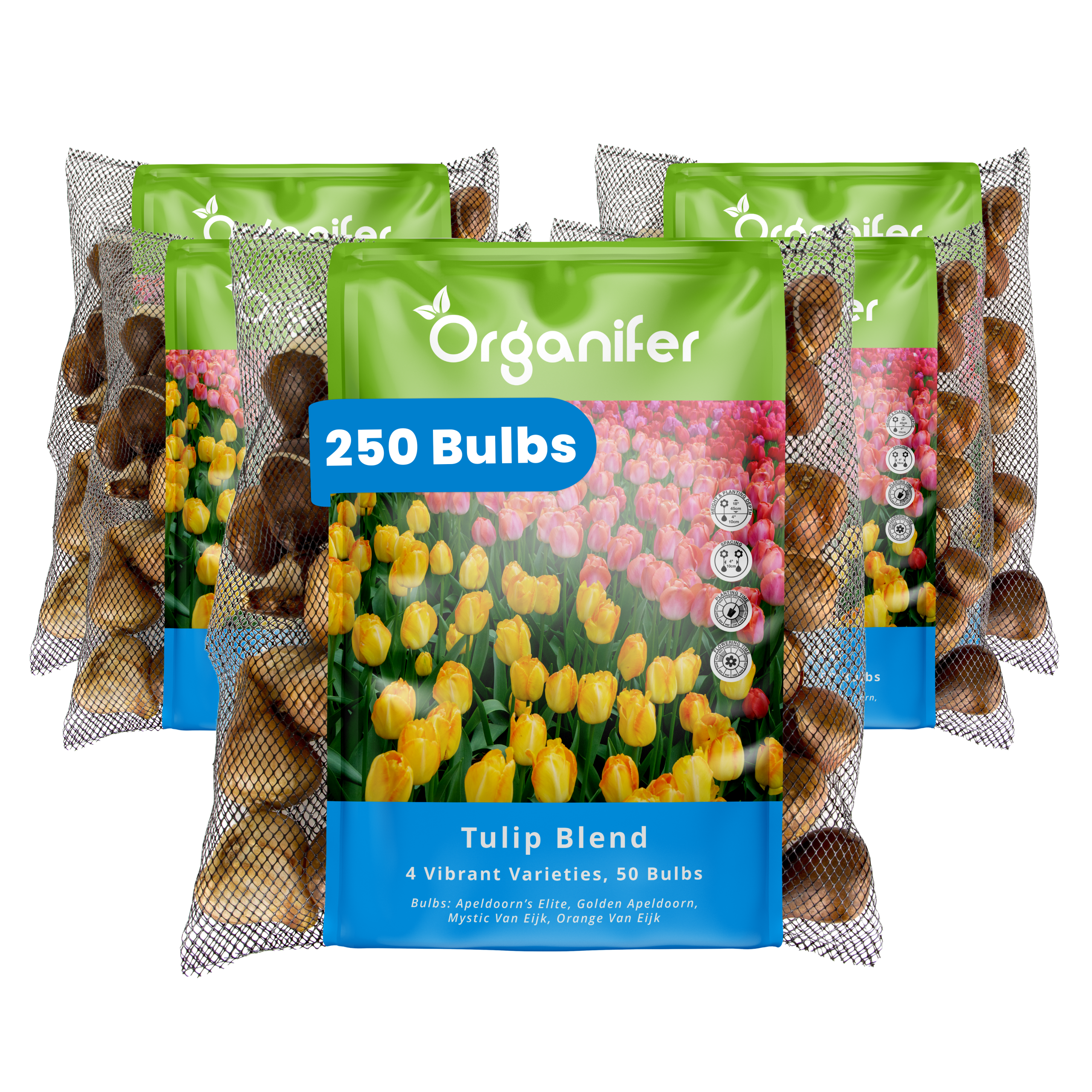 250 Tulip Bulbs – 4 Vibrant Varieties