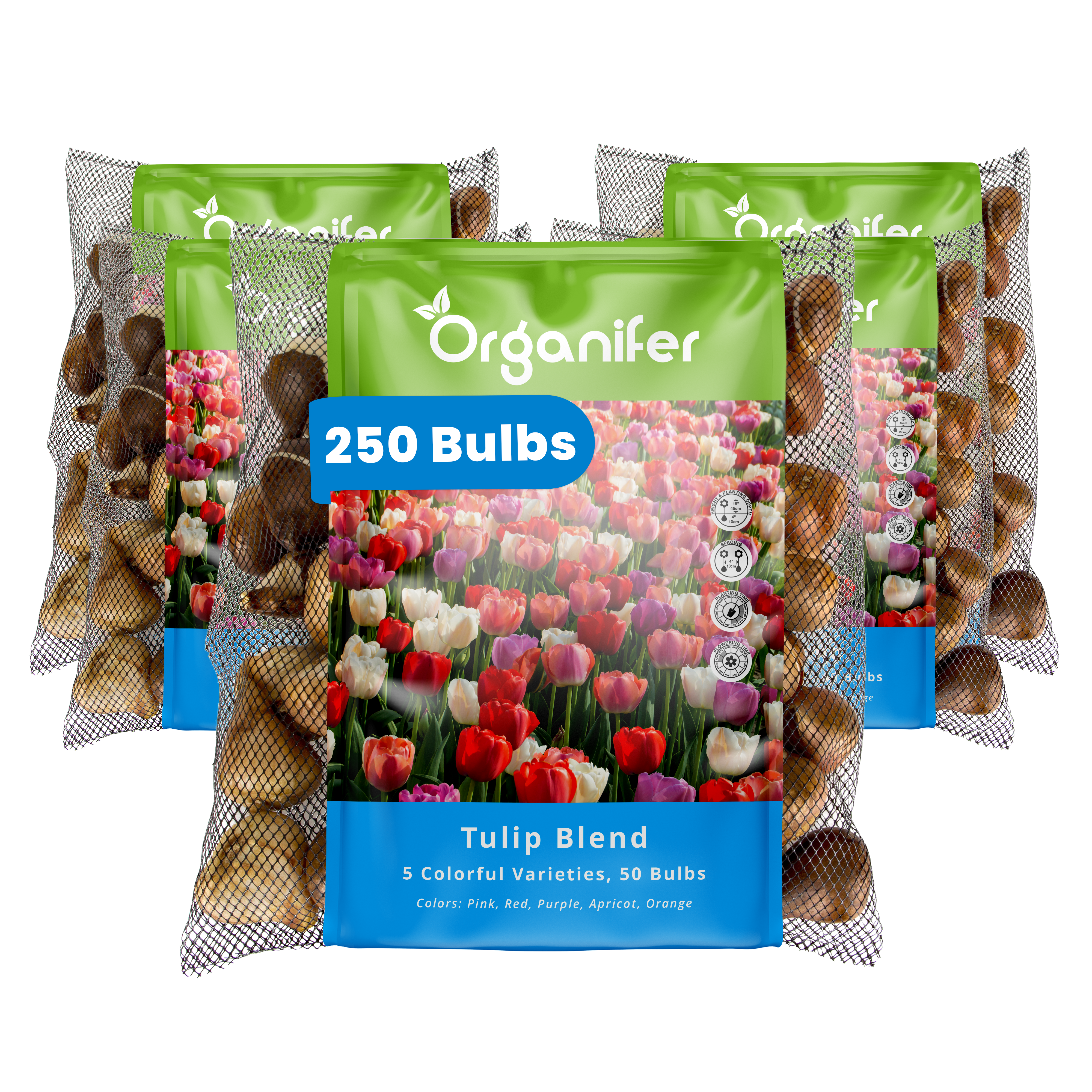 250 Tulip Bulbs - 5 Colorful Varieties (XXL Bulb Size 12 cm/+)