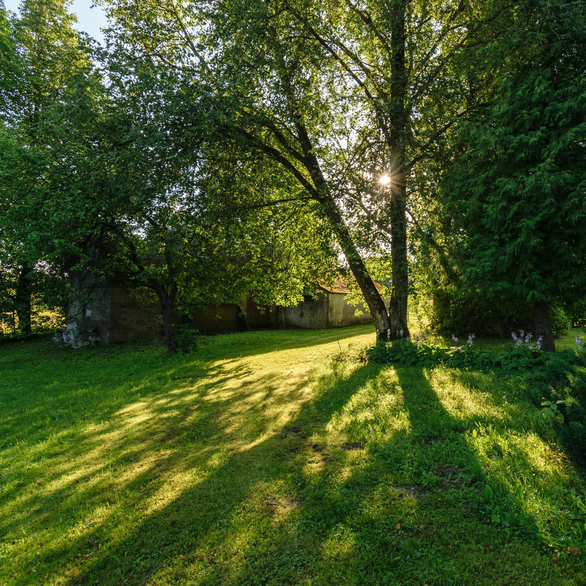 Fine, Dense & Low Maintenance