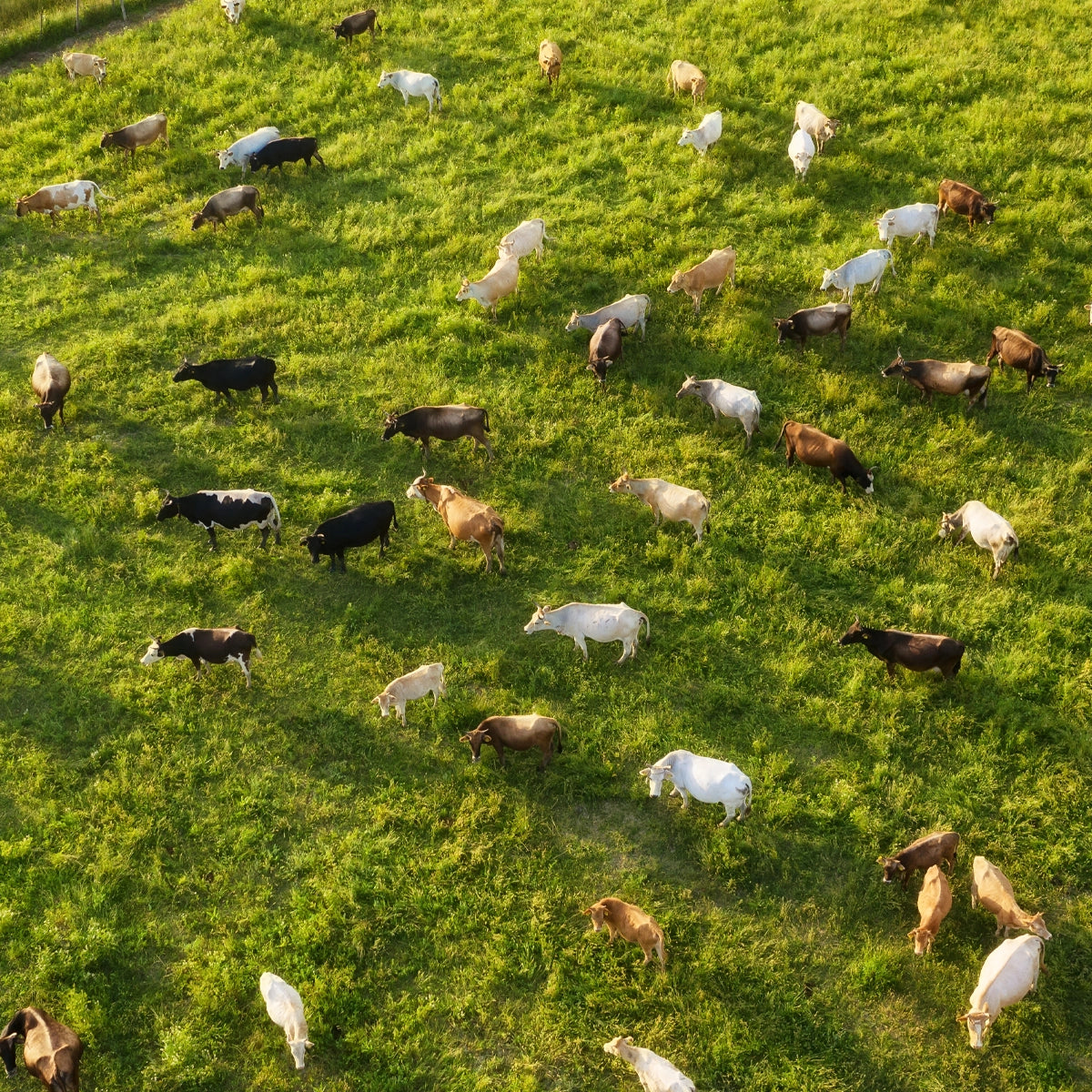 Structured & Low in Sugar