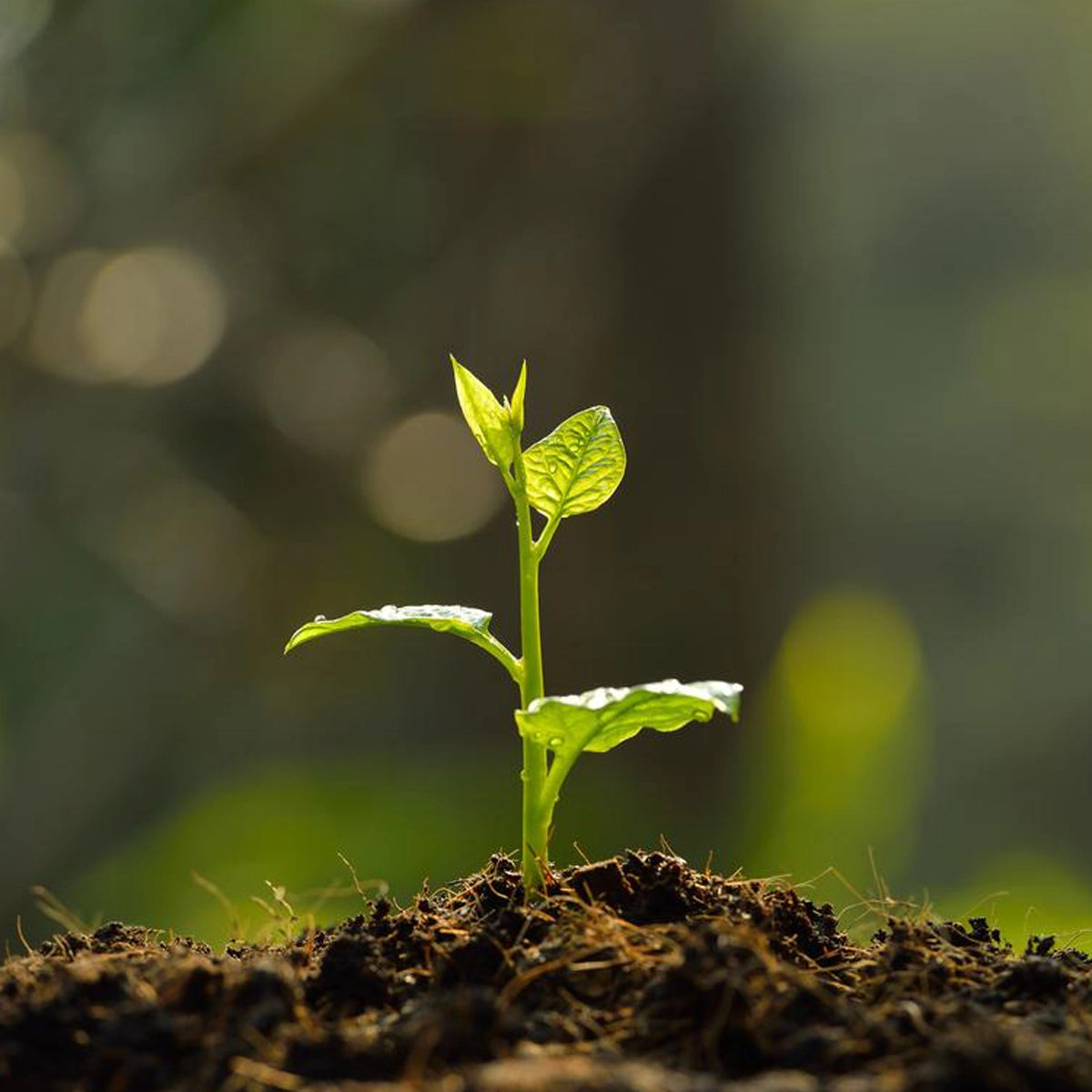 Favorise la récupération et une croissance vigoureuse