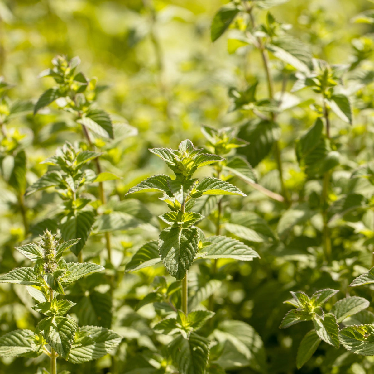 10 Carefully Selected Medicinal Herbs