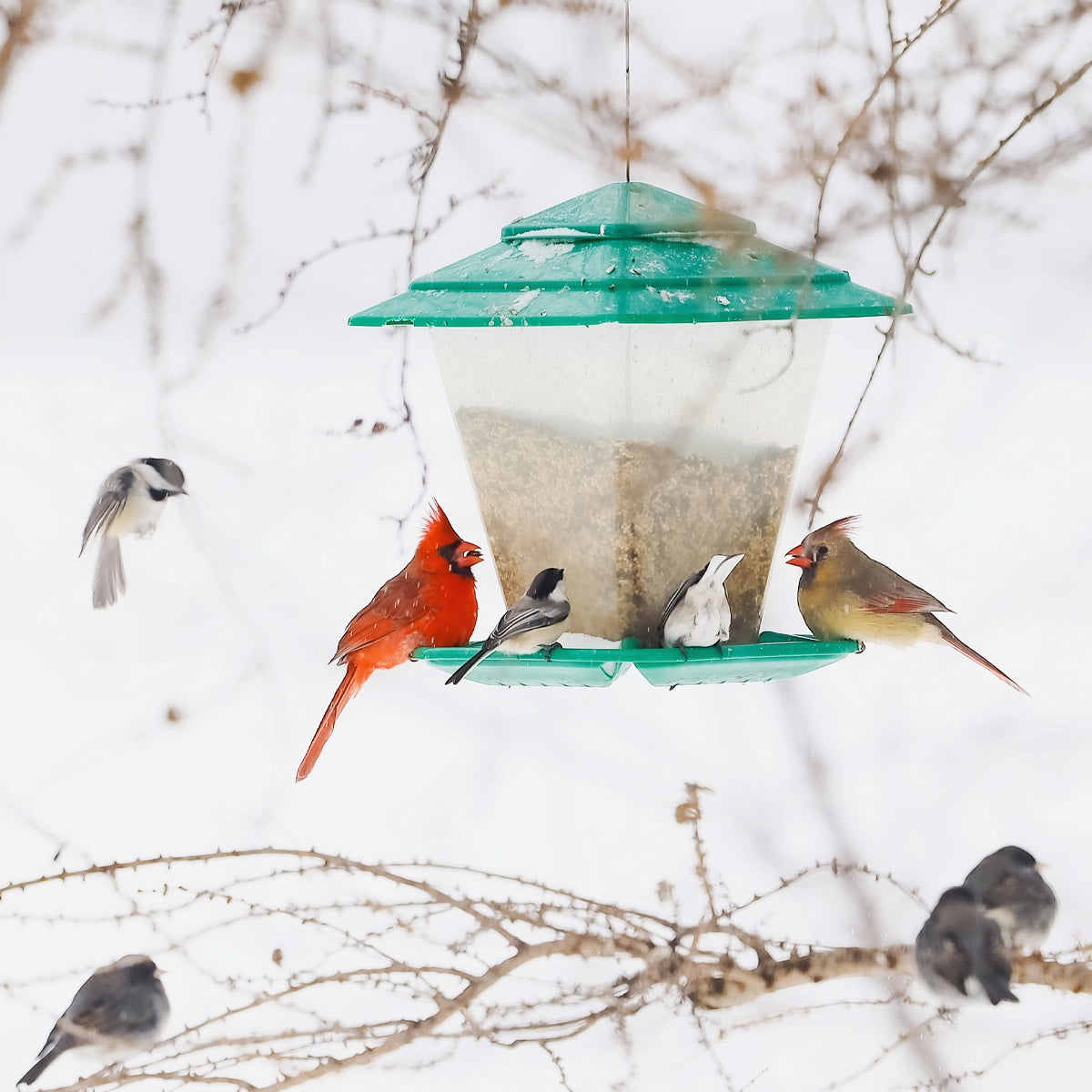 High-Quality & Responsible Formula