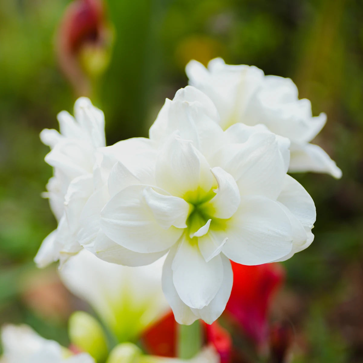 Strong Flower Stems and Elegant Floral Display