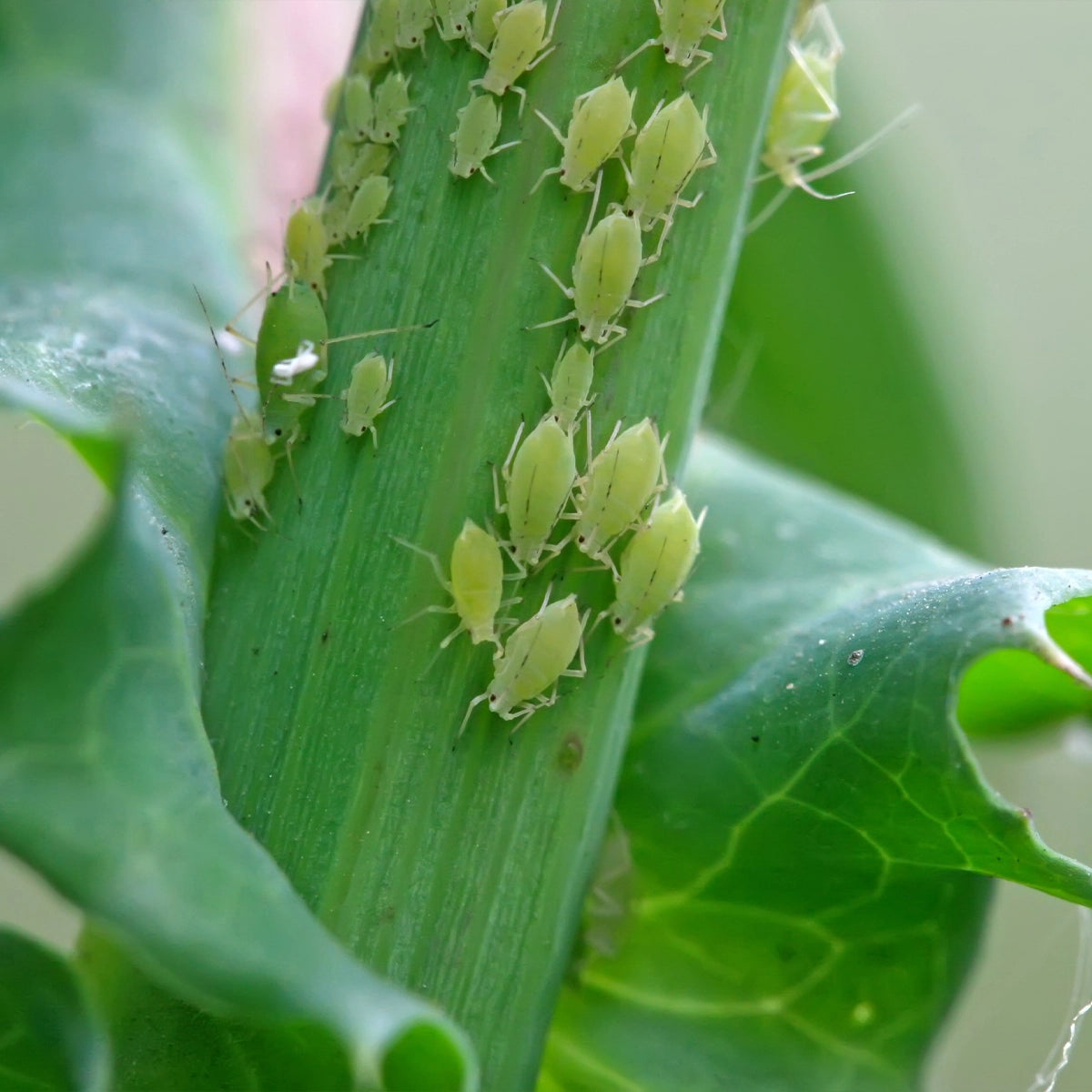 Supports Natural Balance Under Insect Pressure