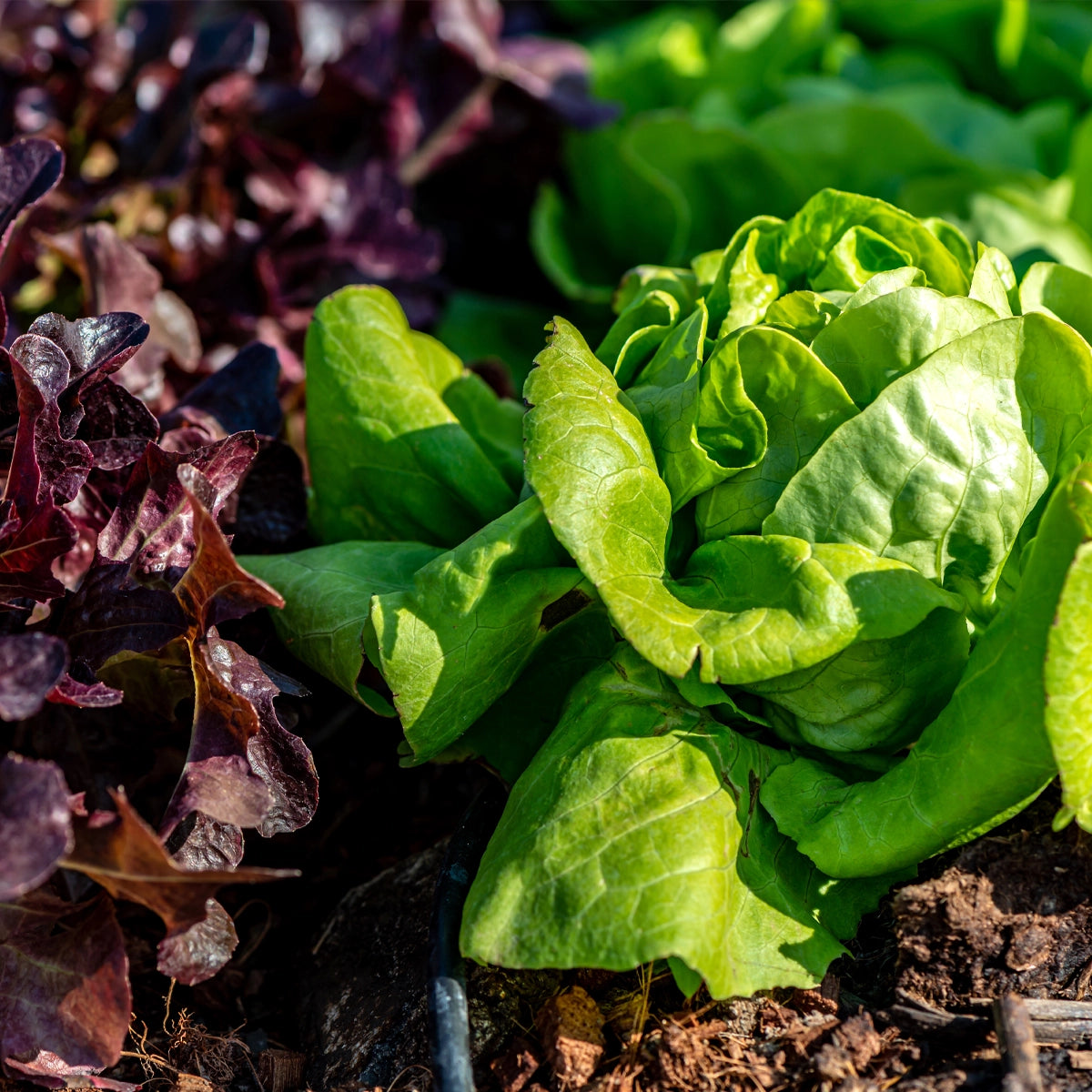 20 Diverse Salad Varieties