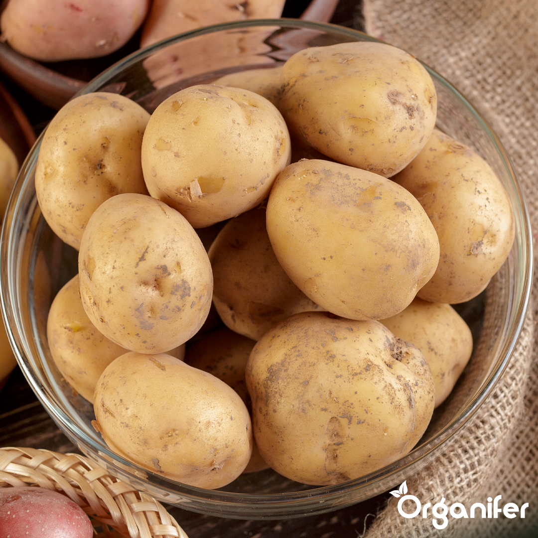 Pommes de terre de semence Gloria A 28/40 (250 kg)