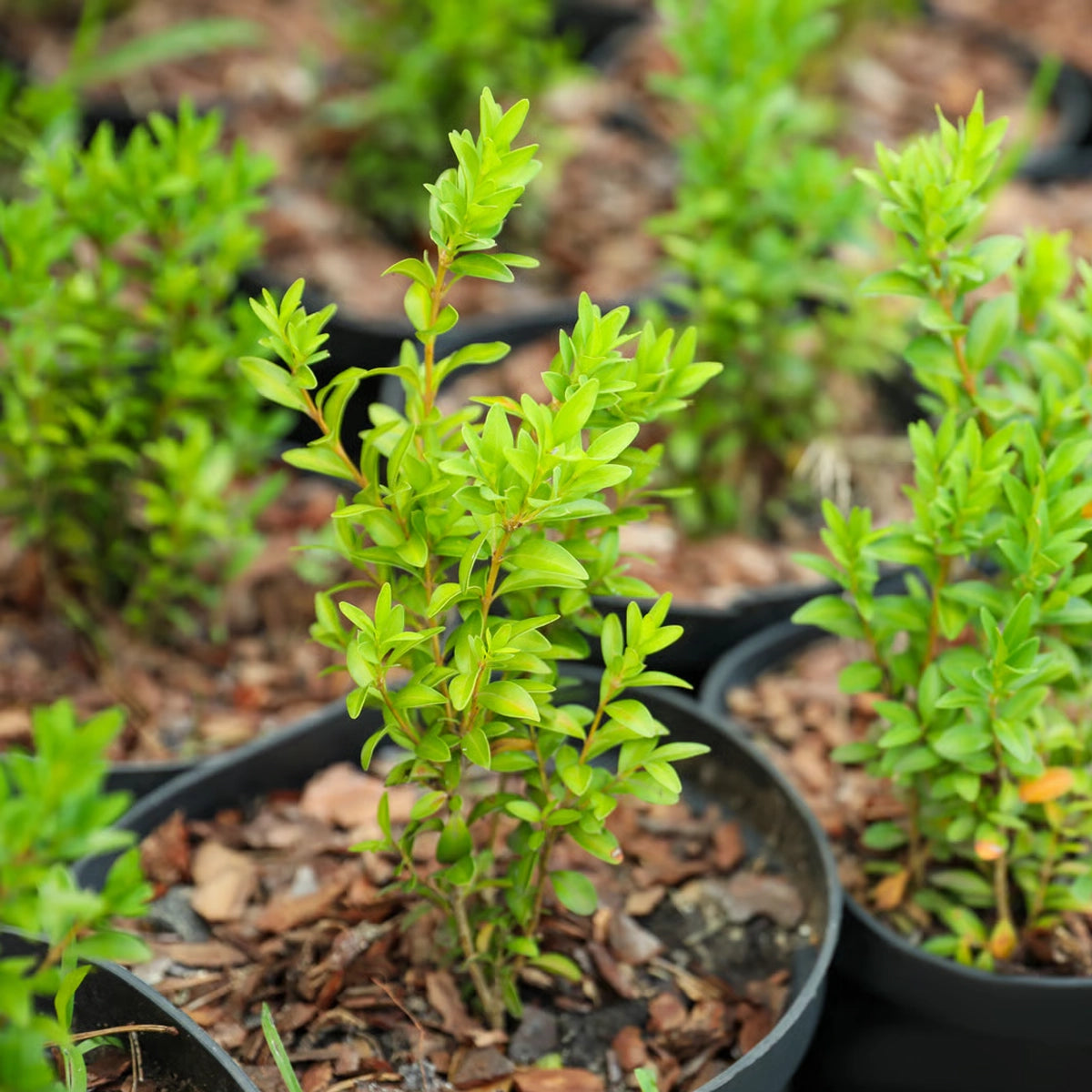 Styrker buksboms naturlige modstandskraft