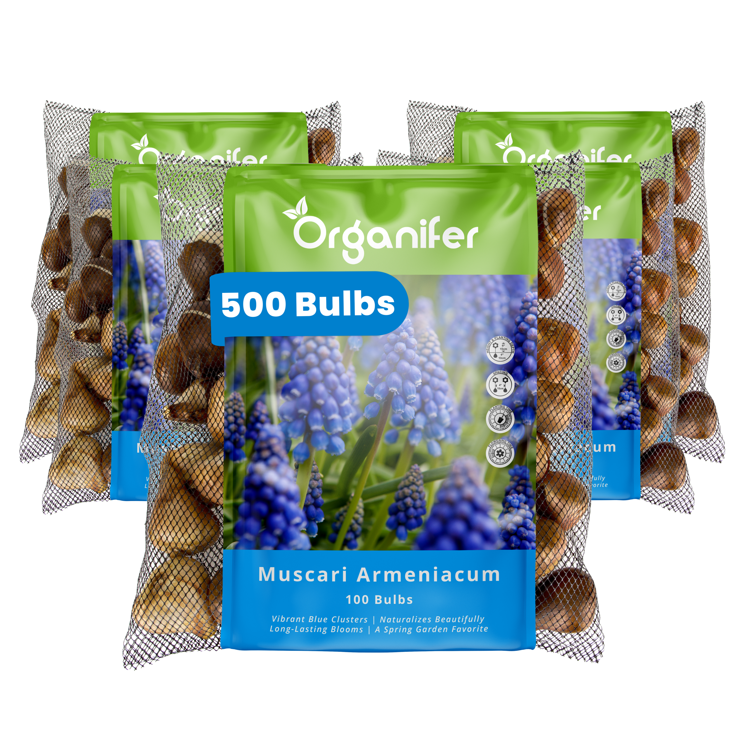 500 Muscari Armeniacum Bulbs